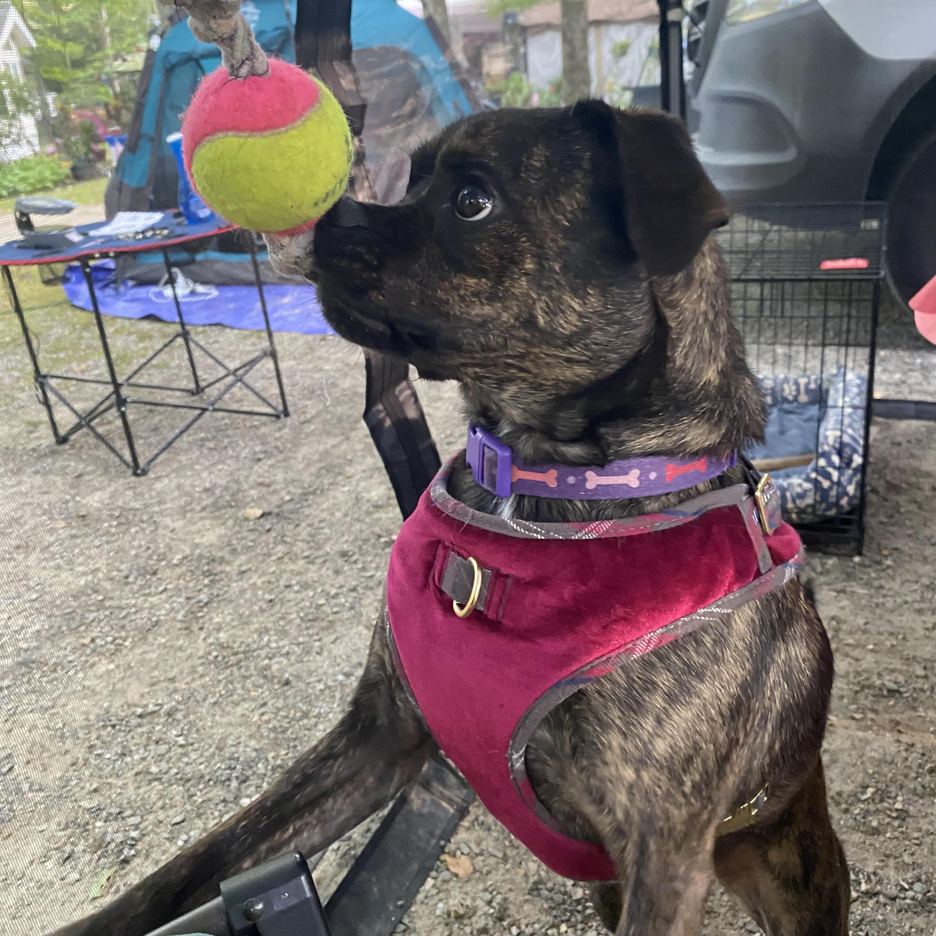 Enlarge Gracie Mae, a Adoptable mixed breed in Douglas, MA image 4/6