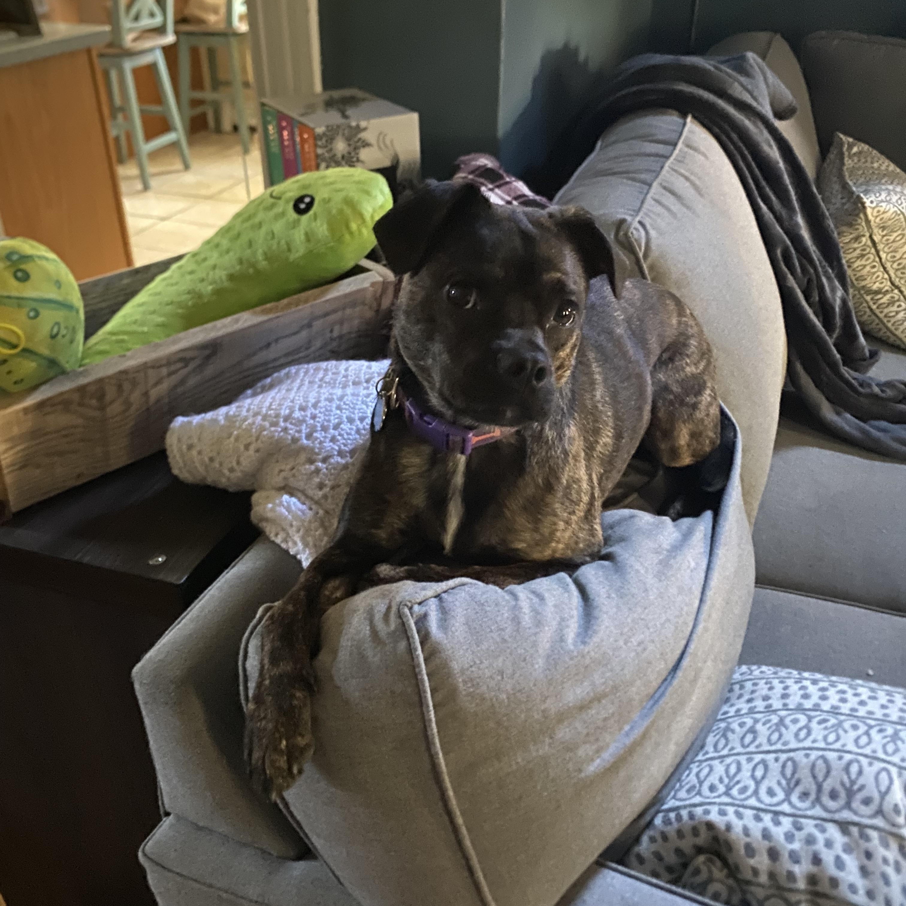 Enlarge Gracie Mae, a Adoptable mixed breed in Douglas, MA image 1/6