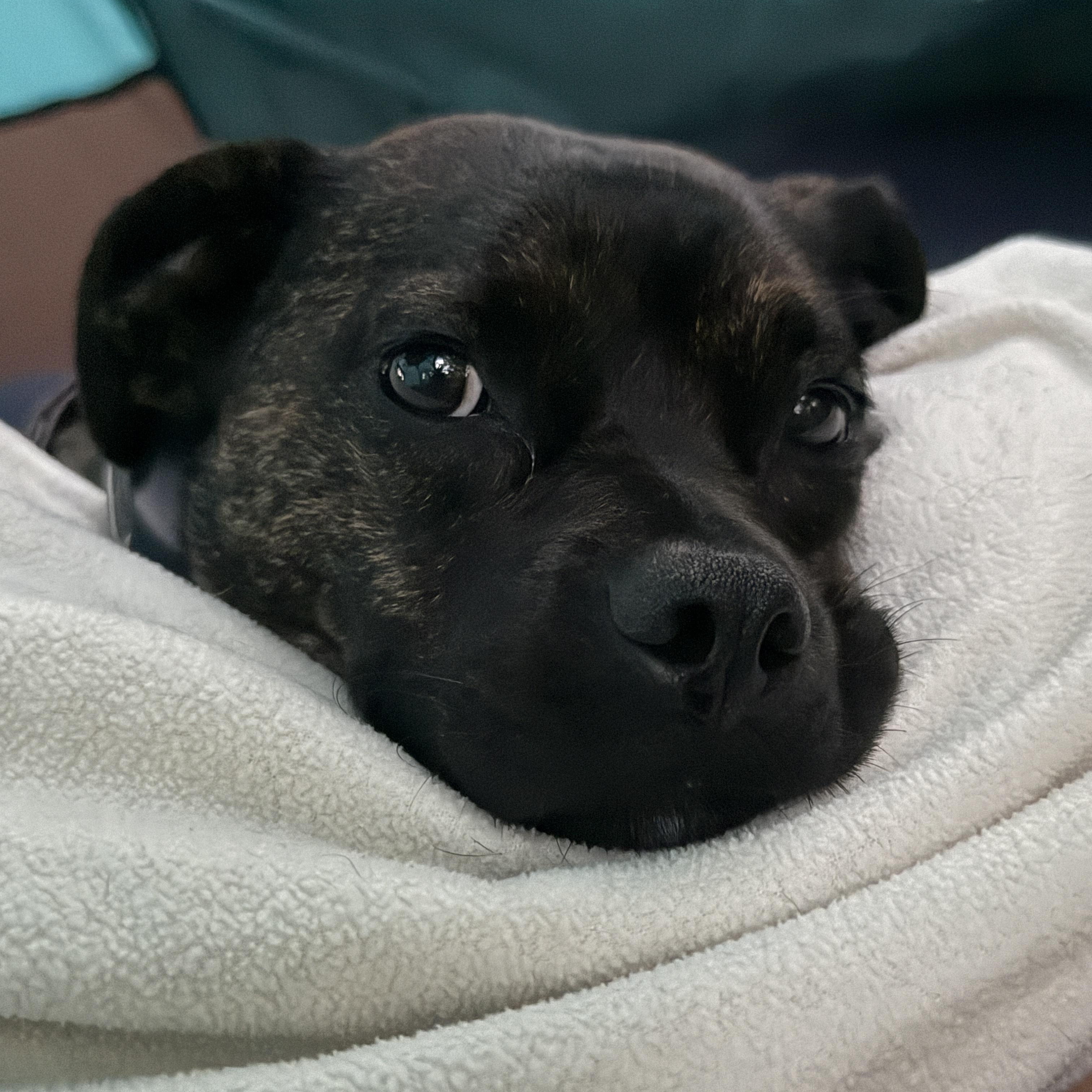 Enlarge Gracie Mae, a Adoptable mixed breed in Douglas, MA image 3/6