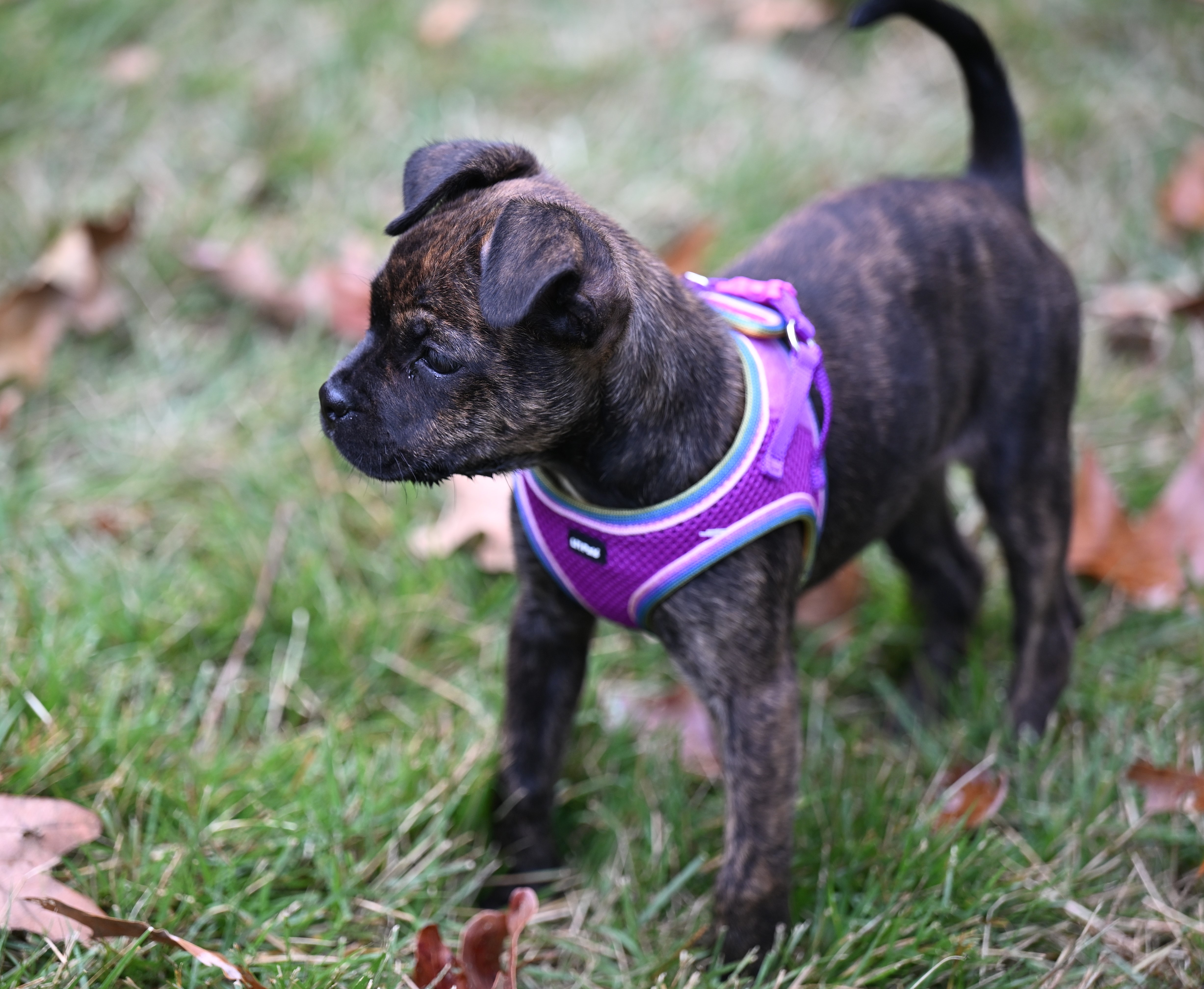 Enlarge Gracie Mae, a Adoptable mixed breed in Douglas, MA image 5/6