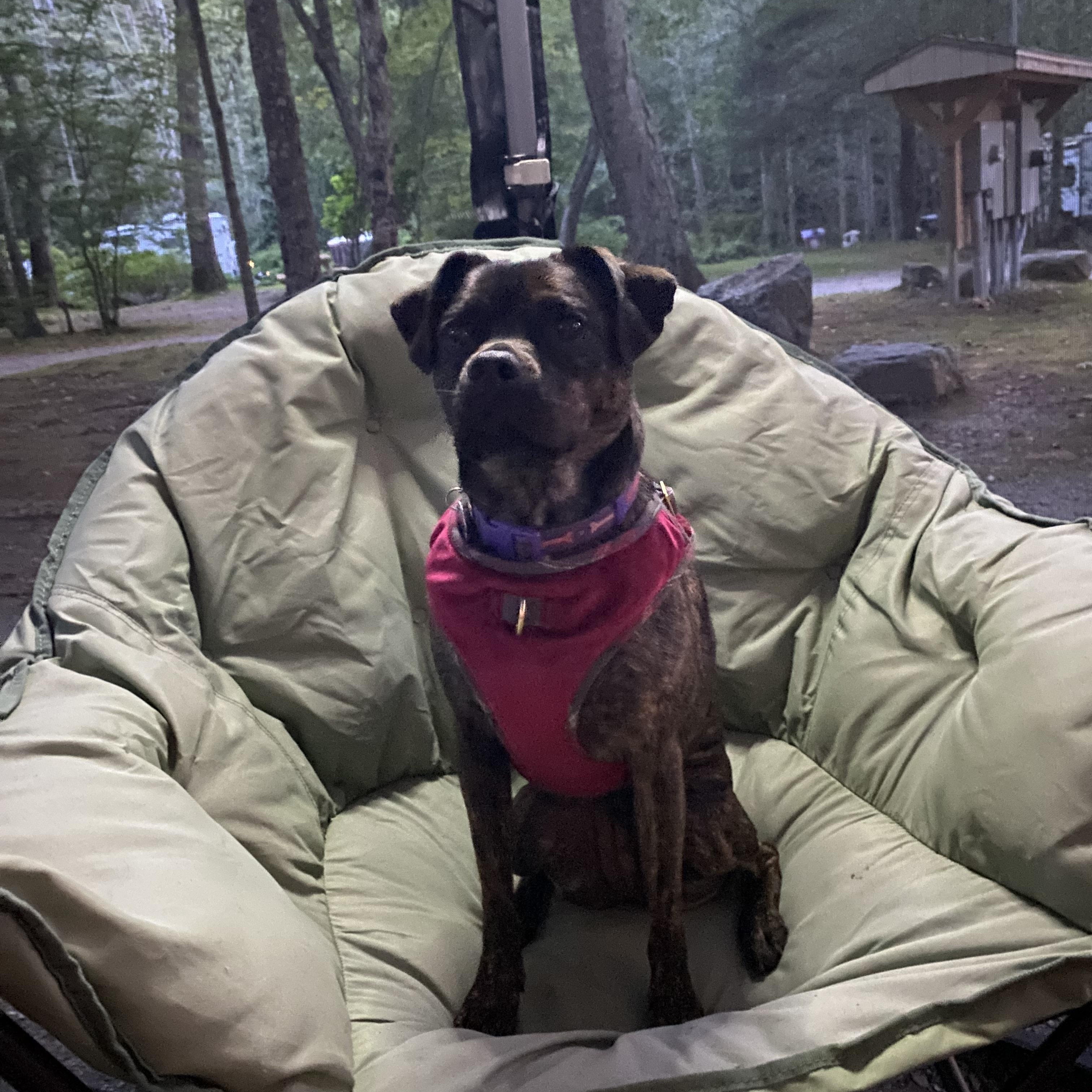 Enlarge Gracie Mae, a Adoptable mixed breed in Douglas, MA image 2/6