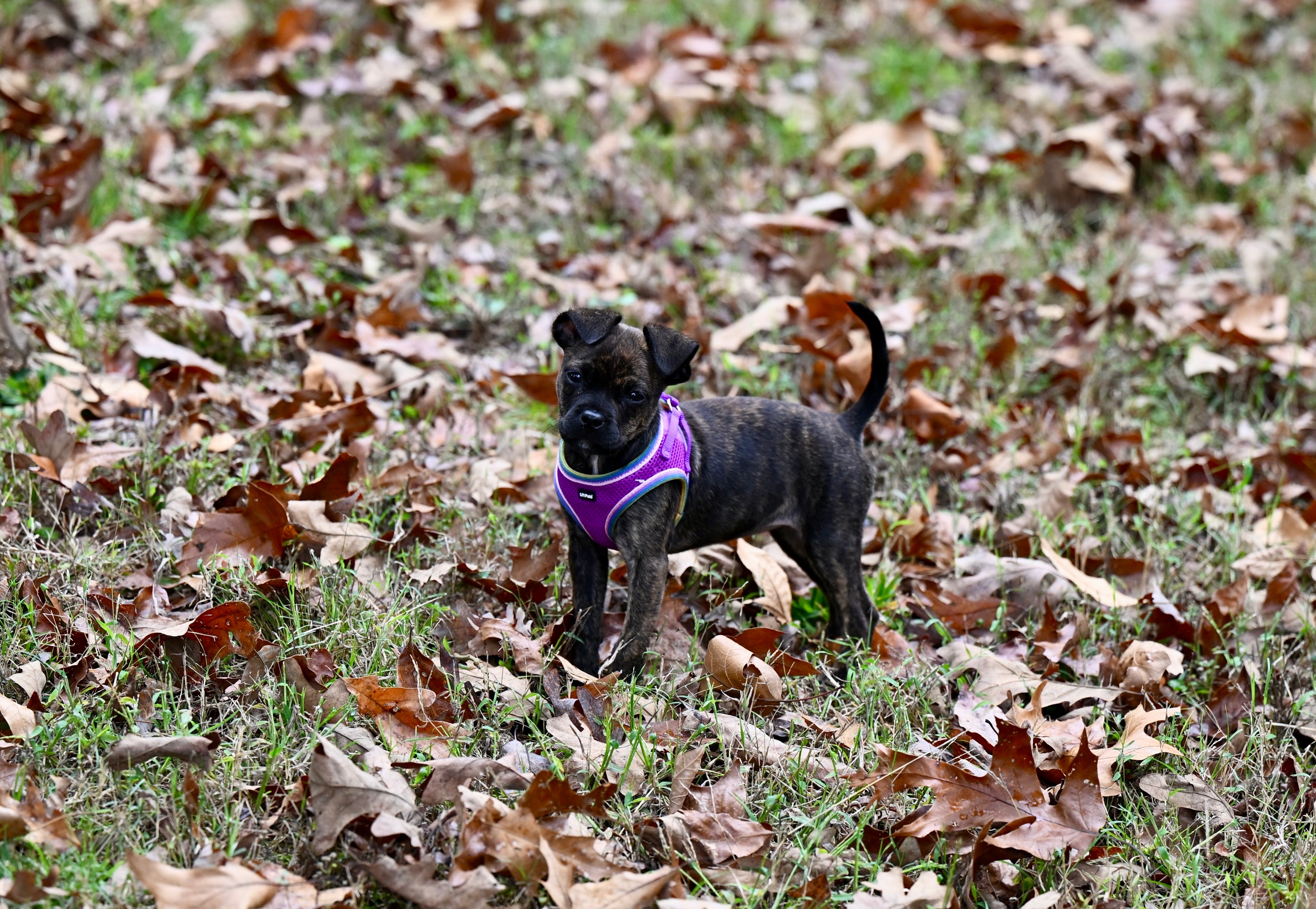 Enlarge Gracie Mae, a Adoptable mixed breed in Douglas, MA image 6/6