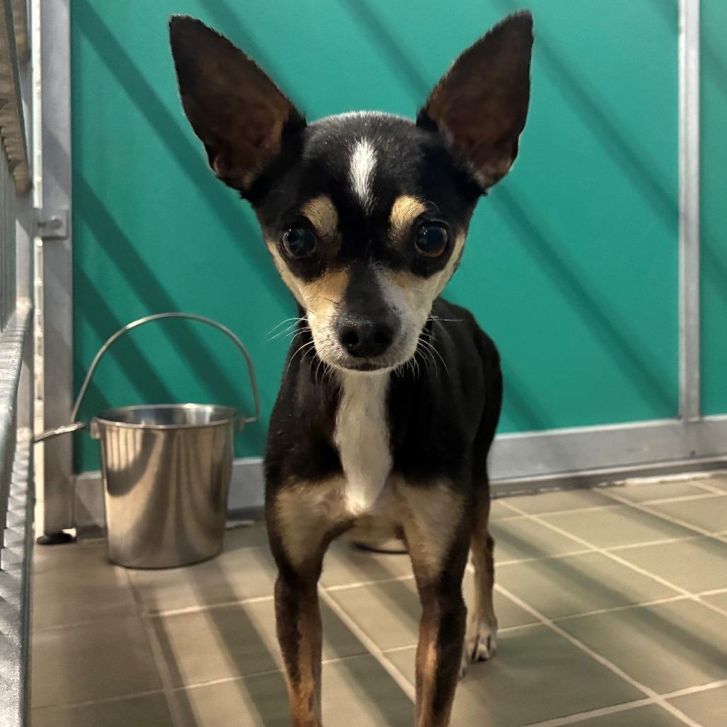 Princesa, Adoptable, Adult Female Chihuahua & Miniature Pinscher.
