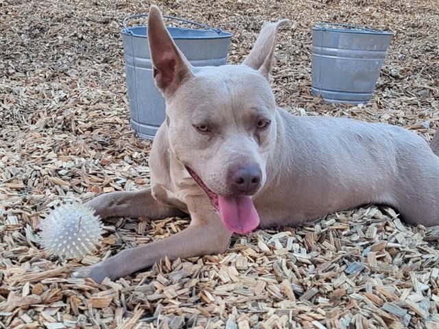 HELENE, Adoptable, Adult Female Pit Bull Terrier & Mixed Breed.