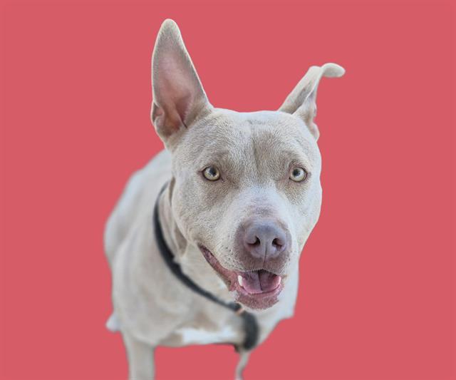 Enlarge HELENE, a Adoptable mixed breed in Albuquerque, NM image 1/1