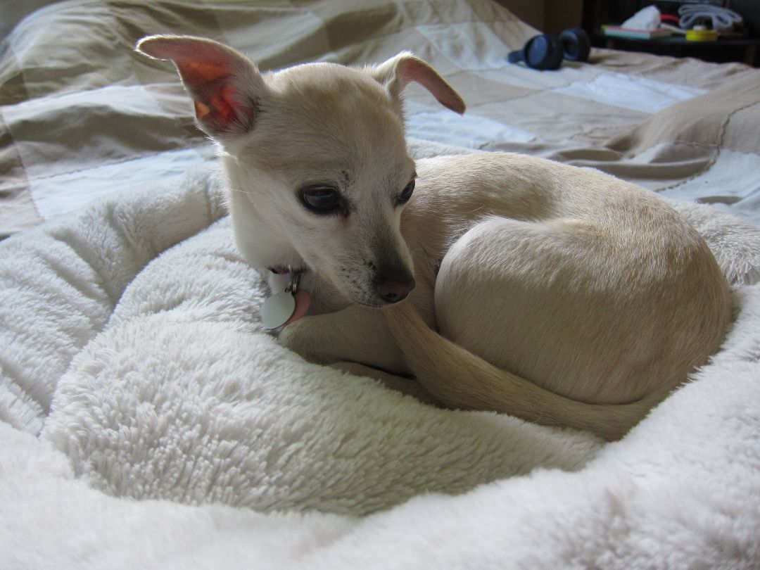 Enlarge  Morgan *Forever in Foster Care*, a Adoptable Chihuahua in Etobicoke, ON image 1/6