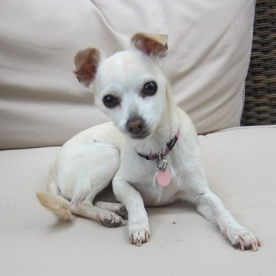 Enlarge  Morgan *Forever in Foster Care*, a Adoptable Chihuahua in Etobicoke, ON image 3/6