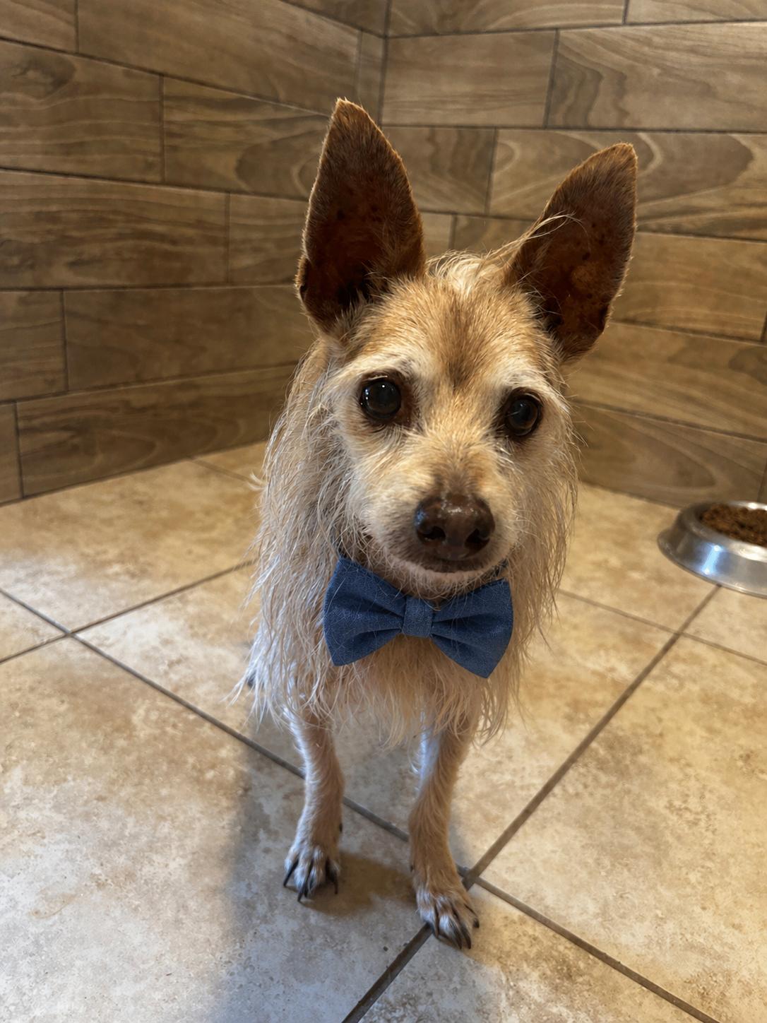 Craig, Adoptable, Senior Male Chihuahua & Terrier.