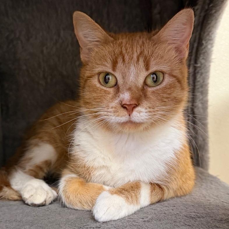 Enlarge Stuffin, a Adoptable Domestic Short Hair in Blairsville, GA image 1/2