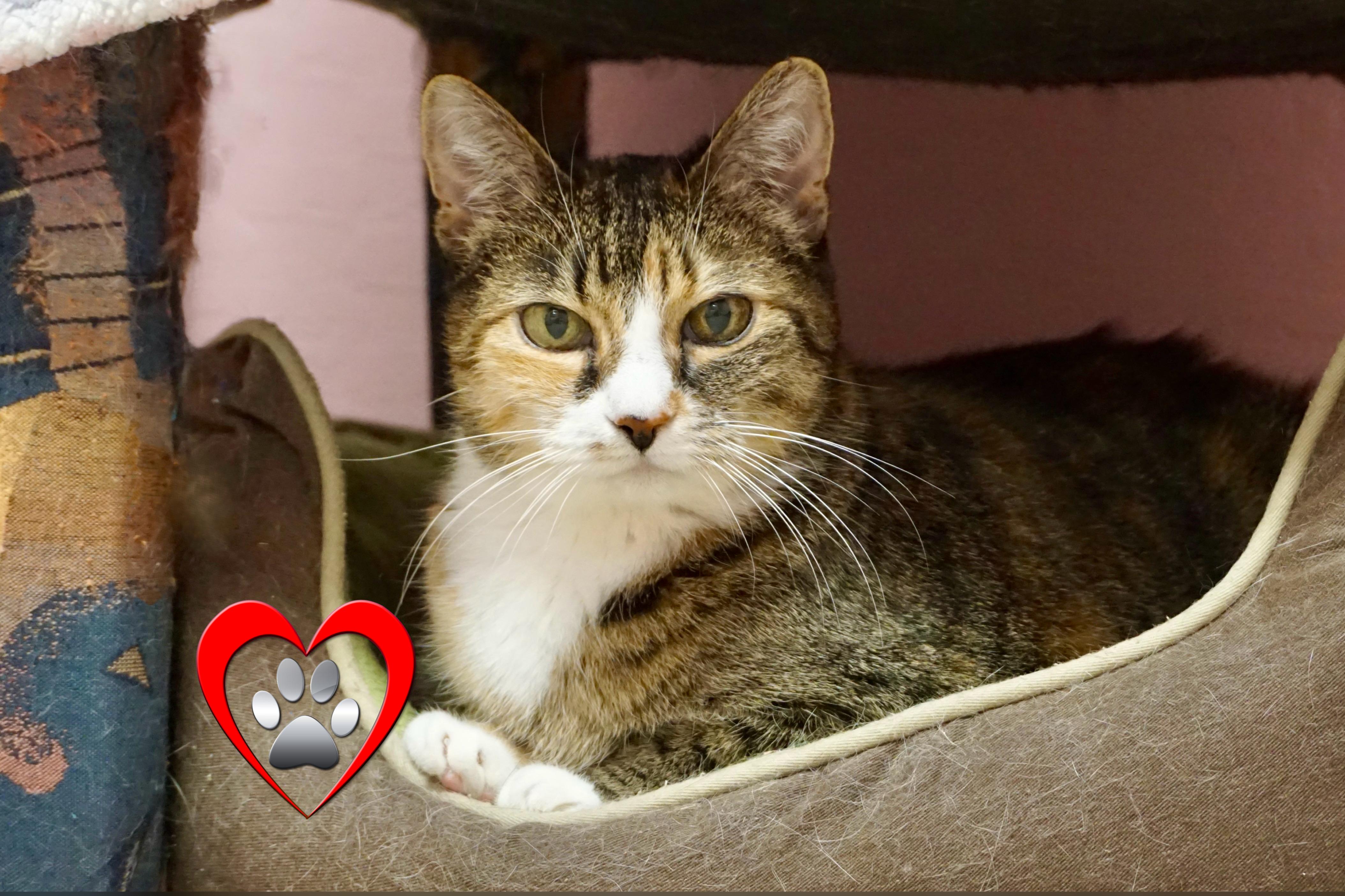 Enlarge Abby, a ADOPTABLE Domestic Short Hair in Fountain Hills, AZ image 4/4