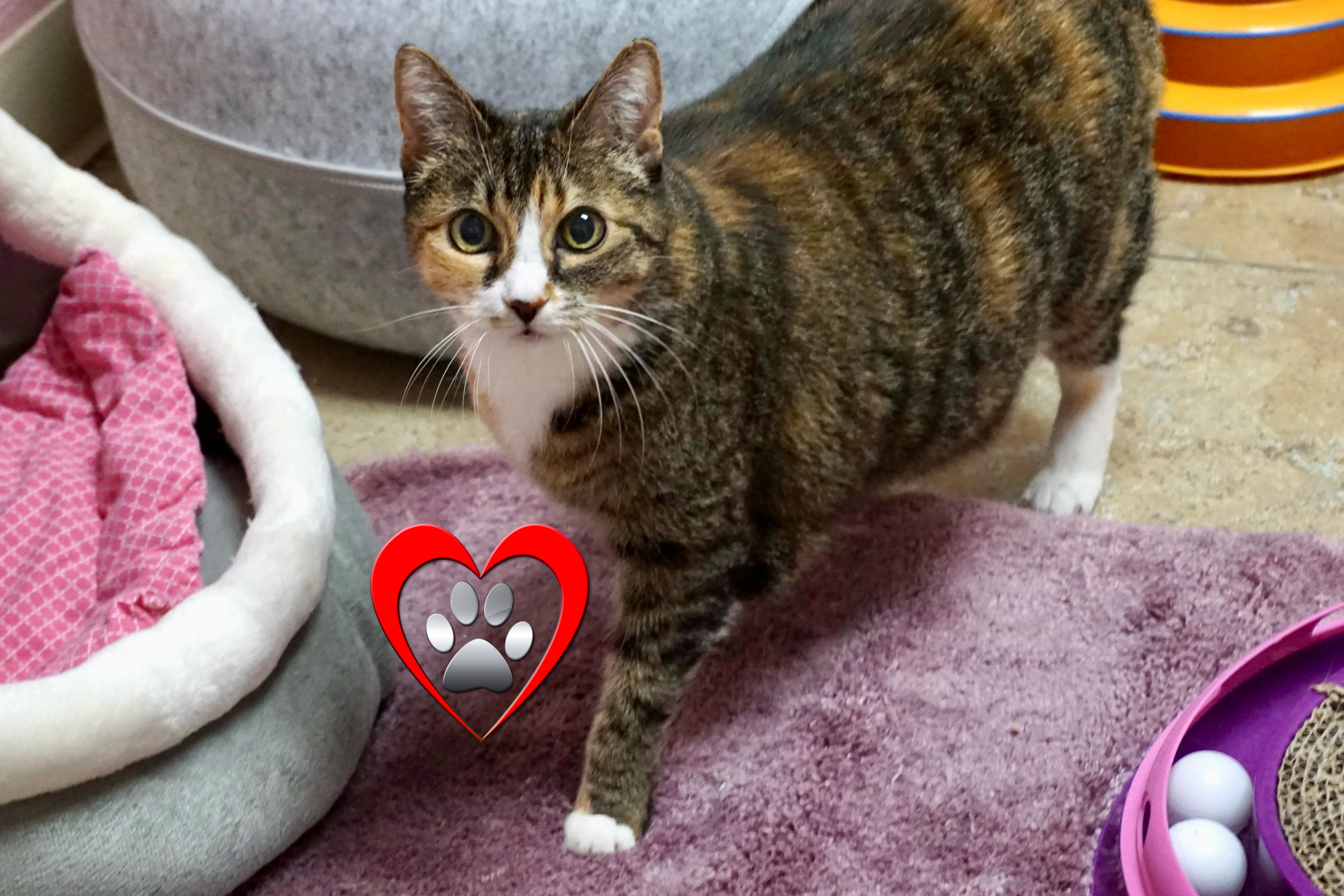 Abby — thumbnail 2