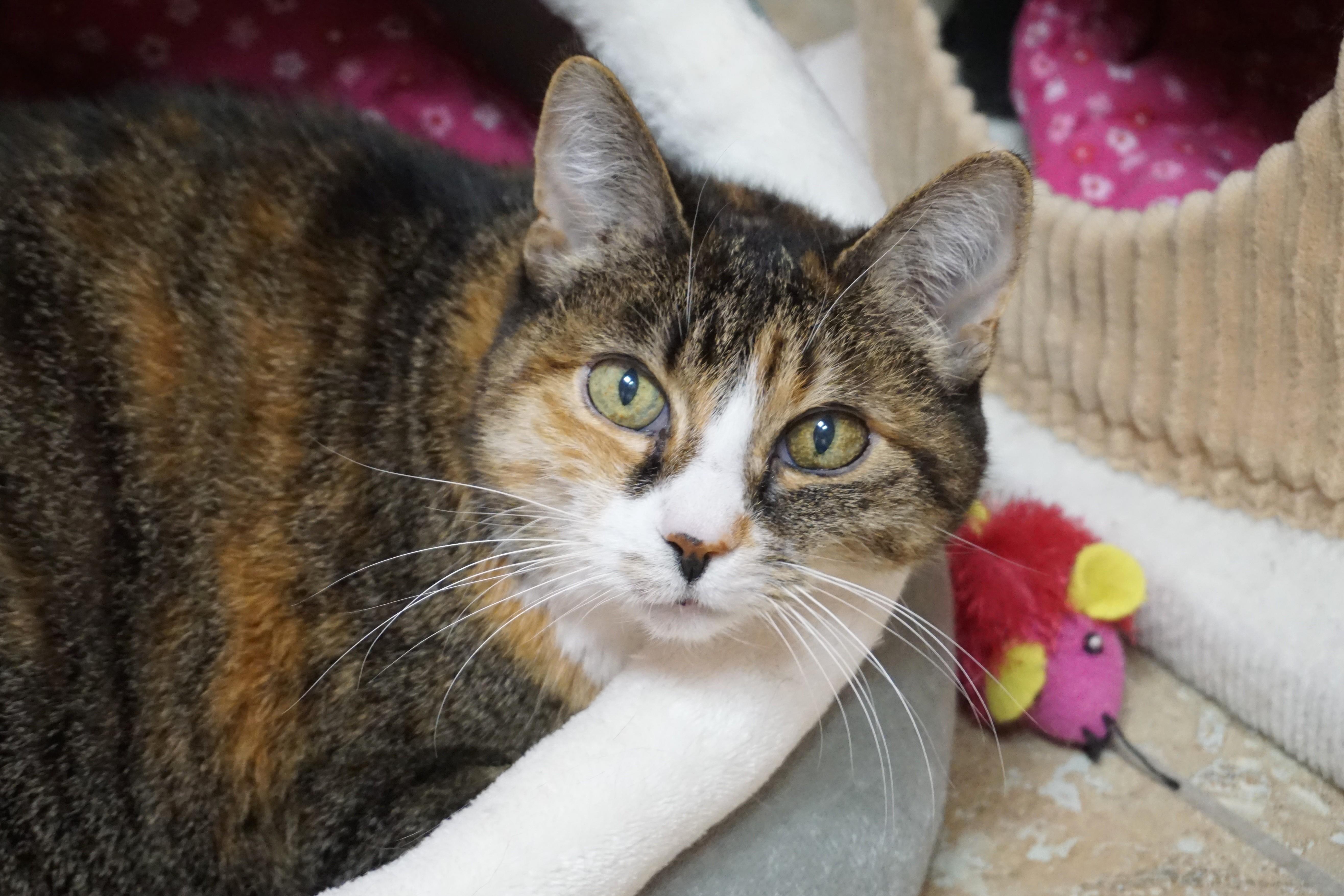 Abby — thumbnail 3