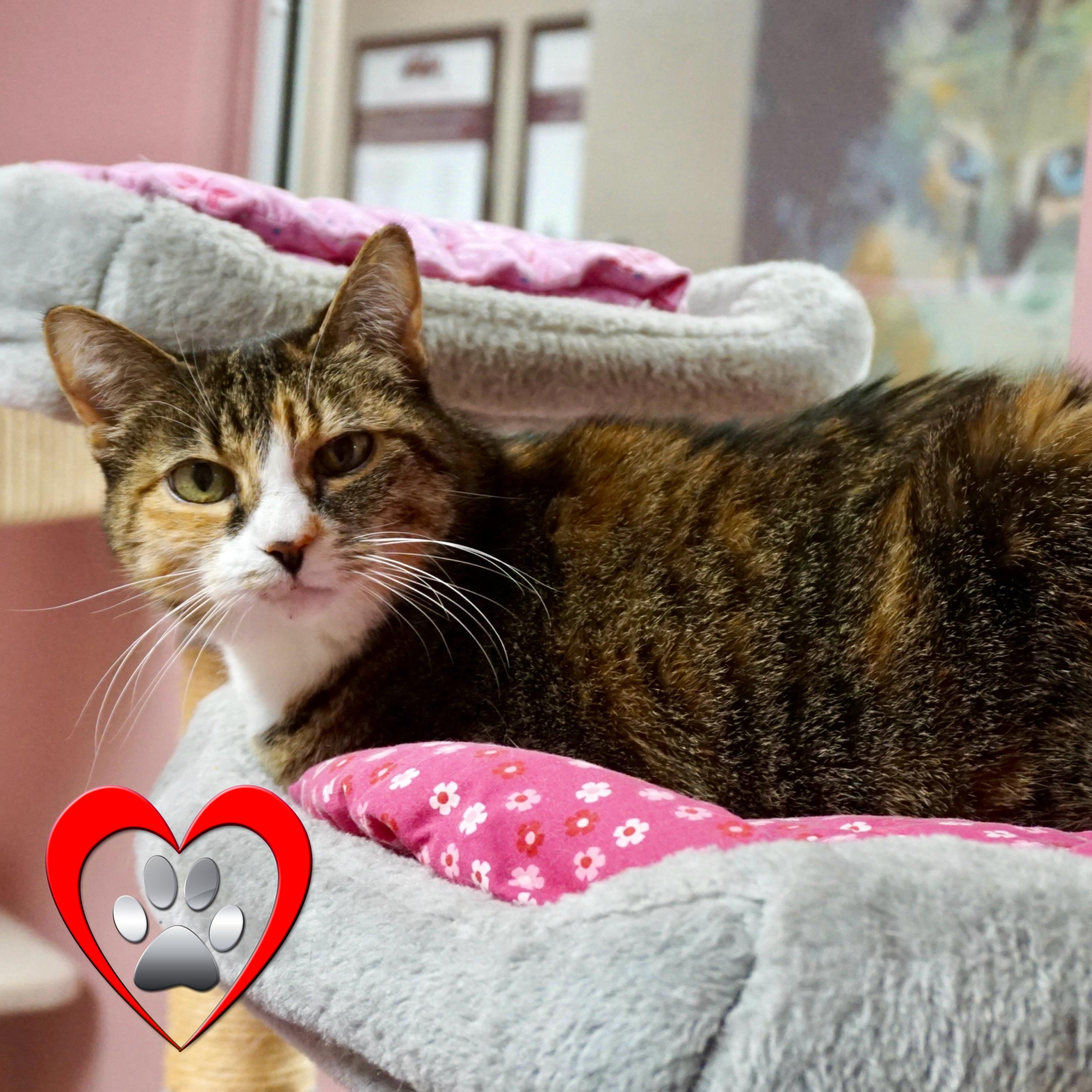 Enlarge Abby, a ADOPTABLE Domestic Short Hair in Fountain Hills, AZ image 1/4