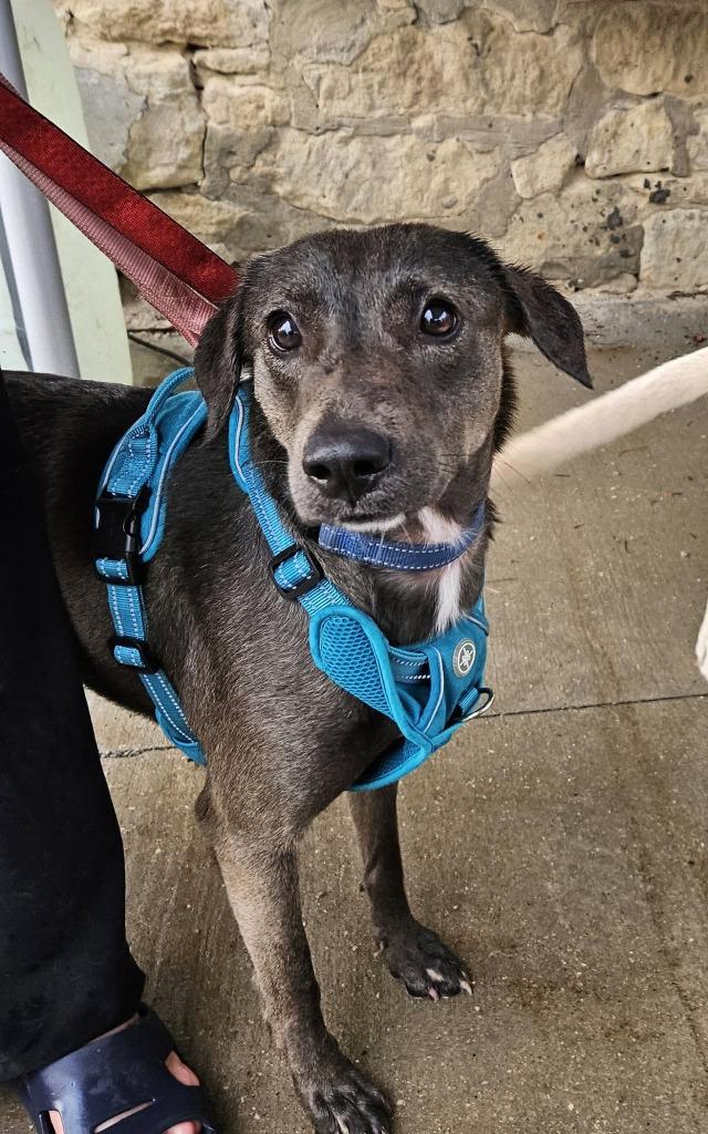 Connelly $400, Adoptable, Young Female Labrador Retriever.