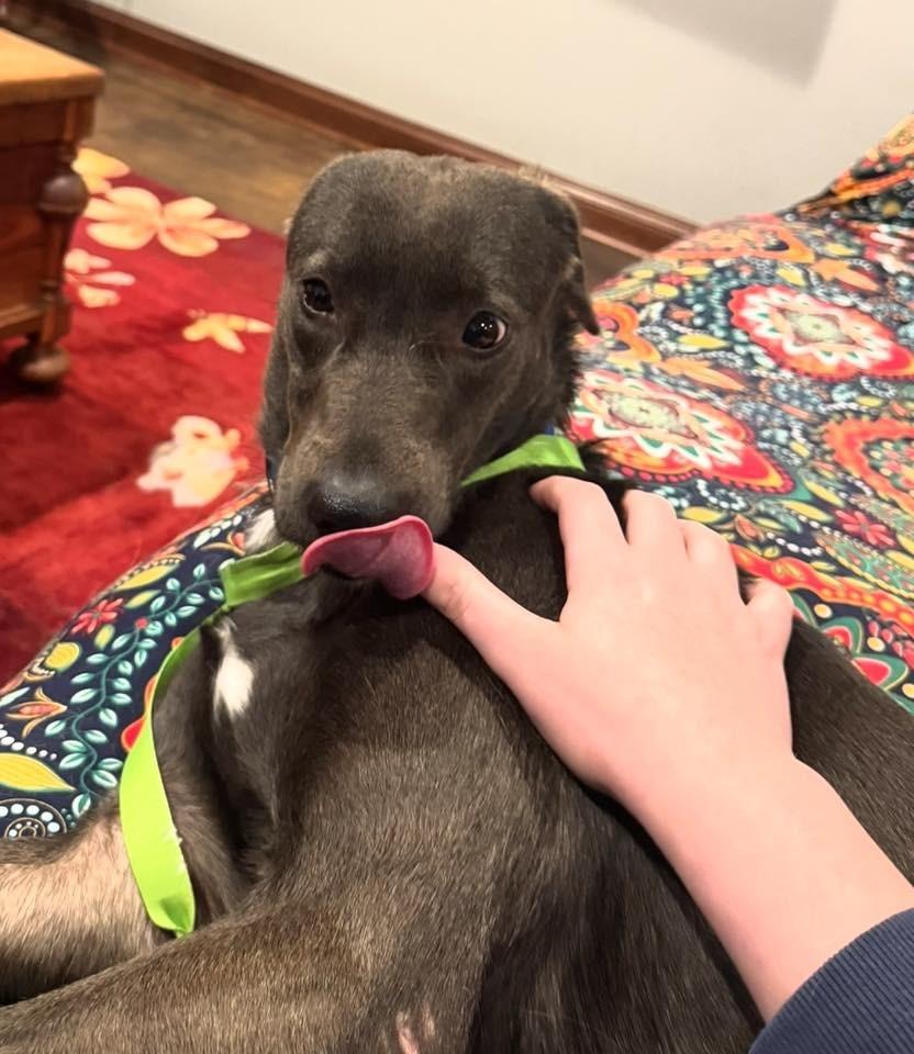 Enlarge Connelly $400, a Adoptable mixed breed in Milwaukee, WI image 2/4