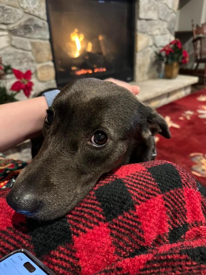 Enlarge Connelly $400, a Adoptable mixed breed in Milwaukee, WI image 1/3