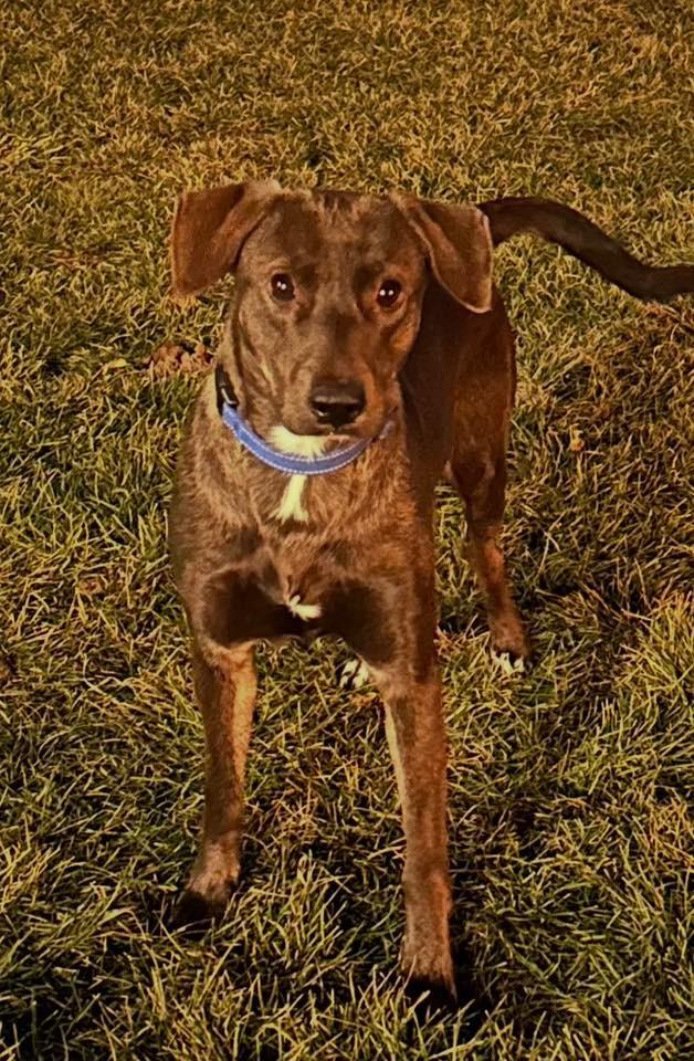 Connelly $400, Adoptable, Adult Female Labrador Retriever.