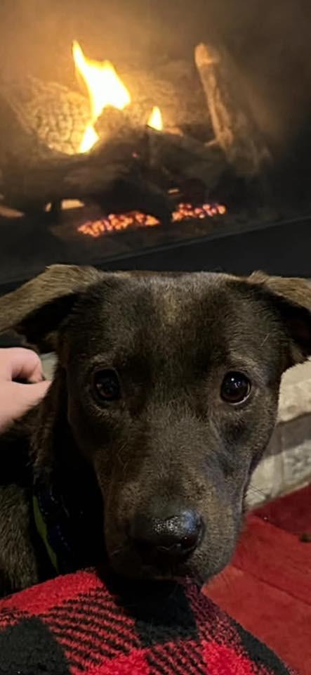 Enlarge Connelly $400, a Adoptable mixed breed in Milwaukee, WI image 2/5