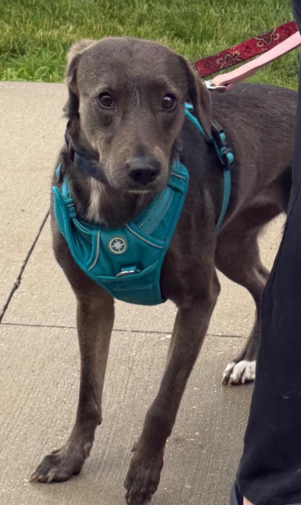 Enlarge Connelly $400, a Adoptable mixed breed in Milwaukee, WI image 4/4