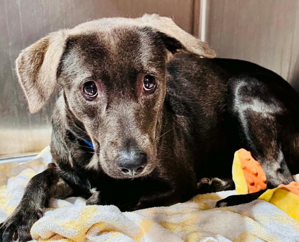 Enlarge Connelly $400, a Adoptable mixed breed in Milwaukee, WI image 3/3