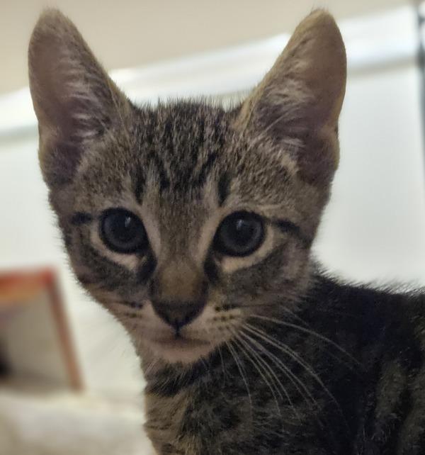 Tea, Adoptable, Kitten Male Domestic Short Hair.