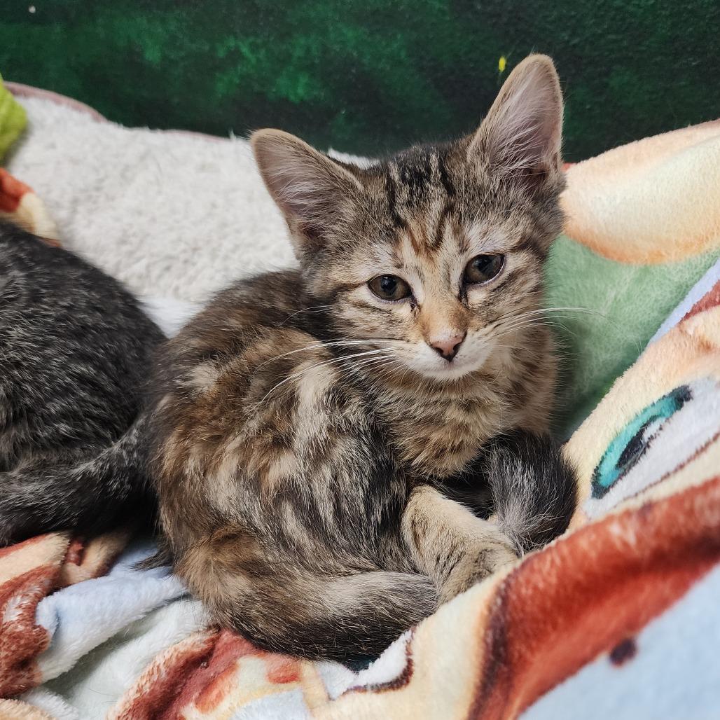 Dorothy Zbornak, Adoptable, Kitten Female Domestic Short Hair.