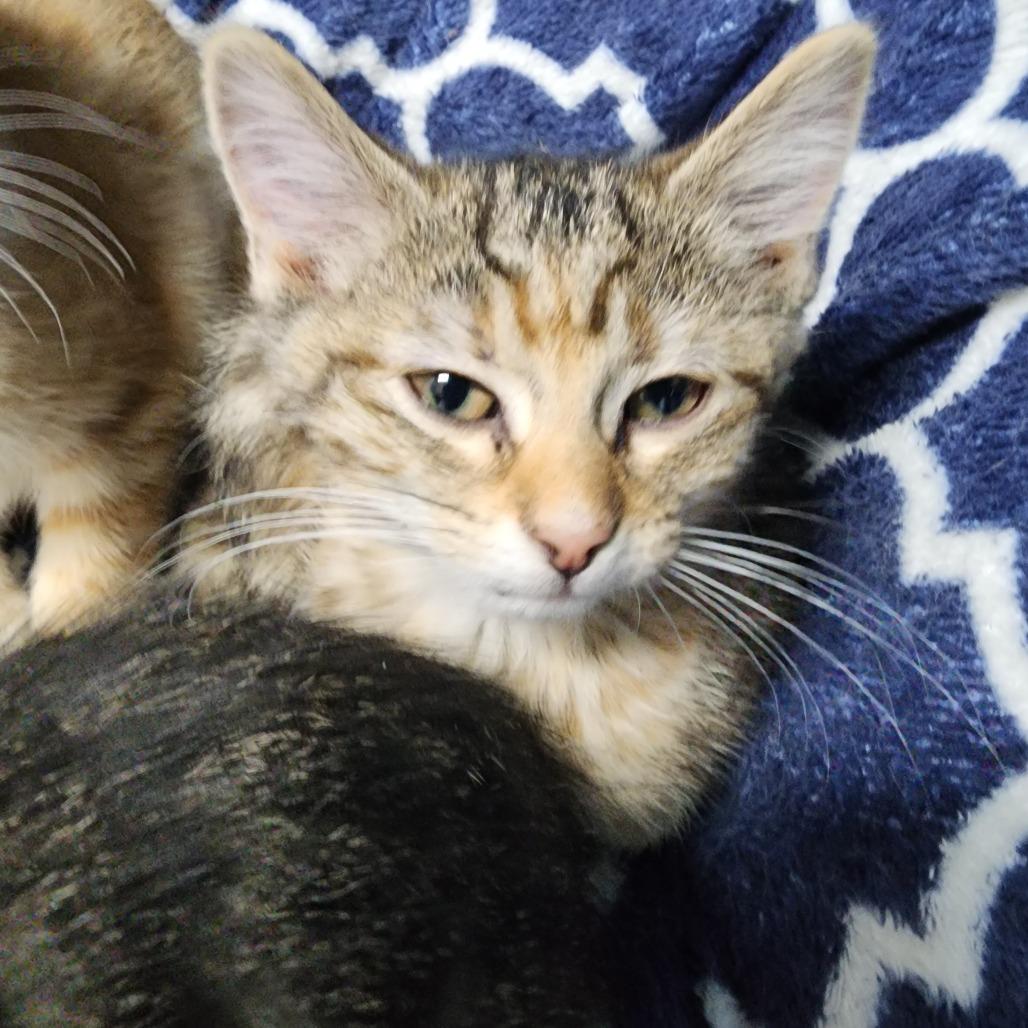 Dorothy Zbornak, a Adoptable Domestic Short Hair in Dixon, IL image 2/2