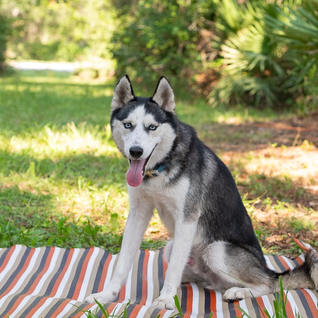 Enlarge Rue, a Adoptable Siberian Husky in Lake Helen, FL image 1/1