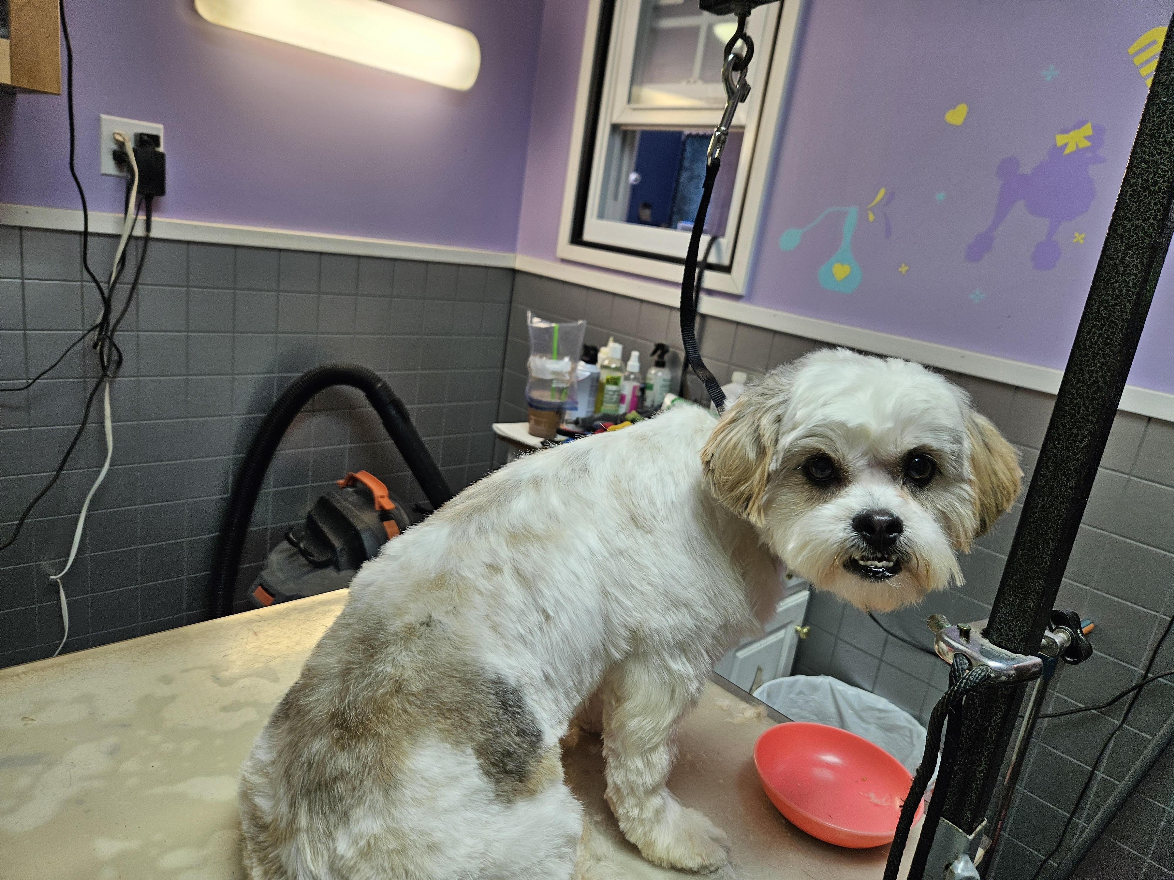 Emmie, Adoptable, Young Female Shih Tzu.