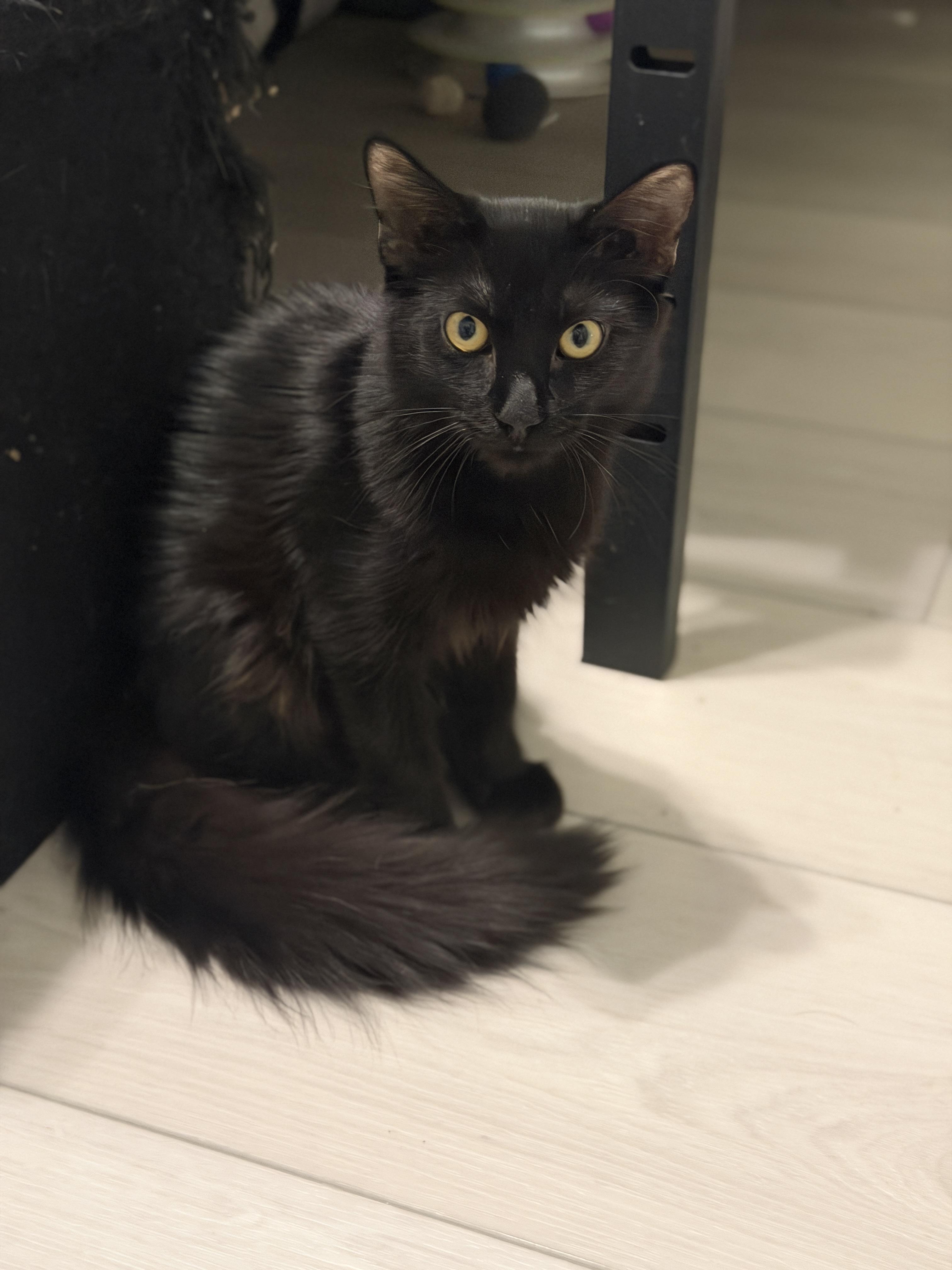 Enlarge Ninja, a Adoptable mixed breed in Youngtown, AZ image 1/2
