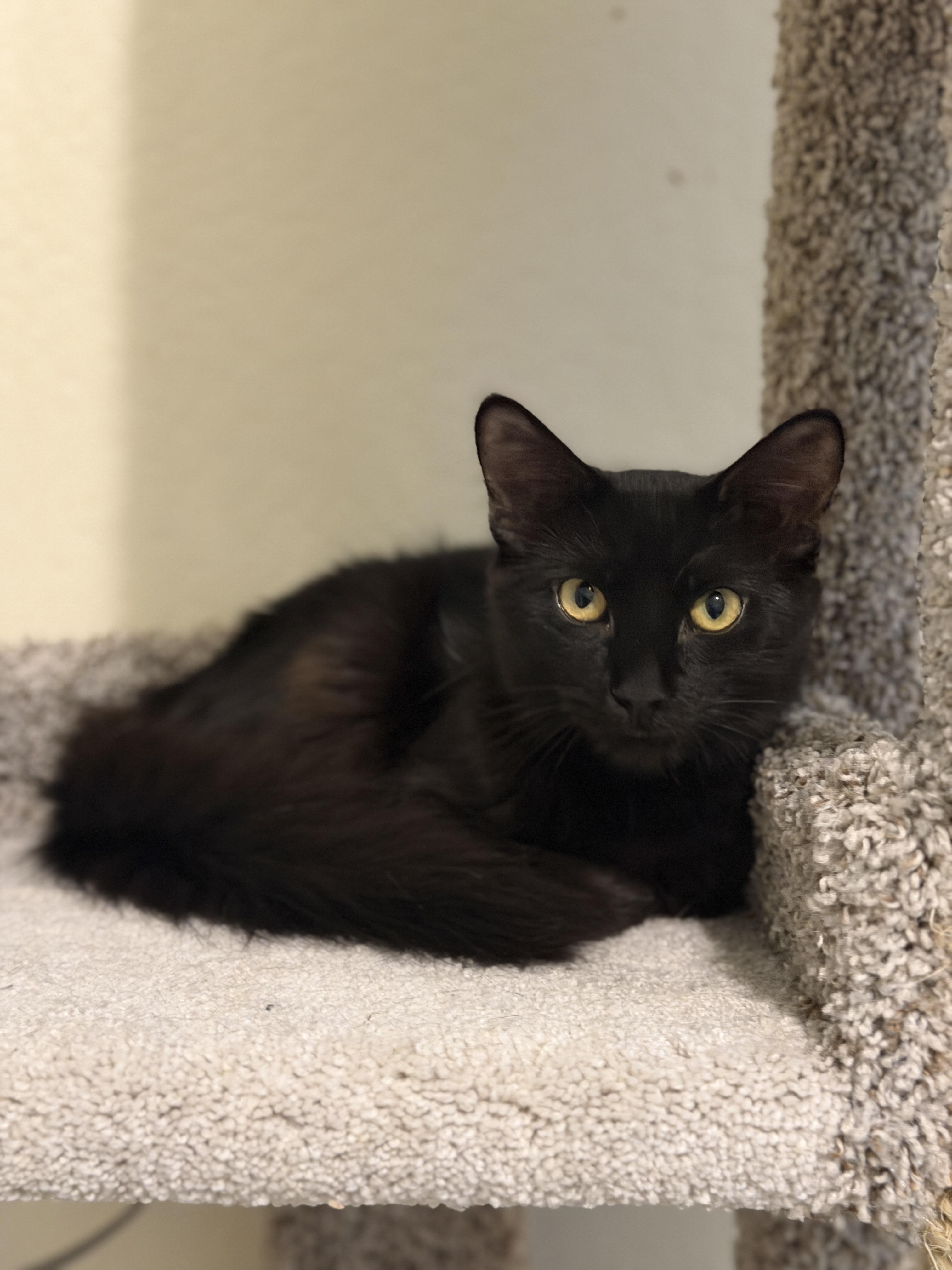 Enlarge Ninja, a Adoptable mixed breed in Youngtown, AZ image 2/2
