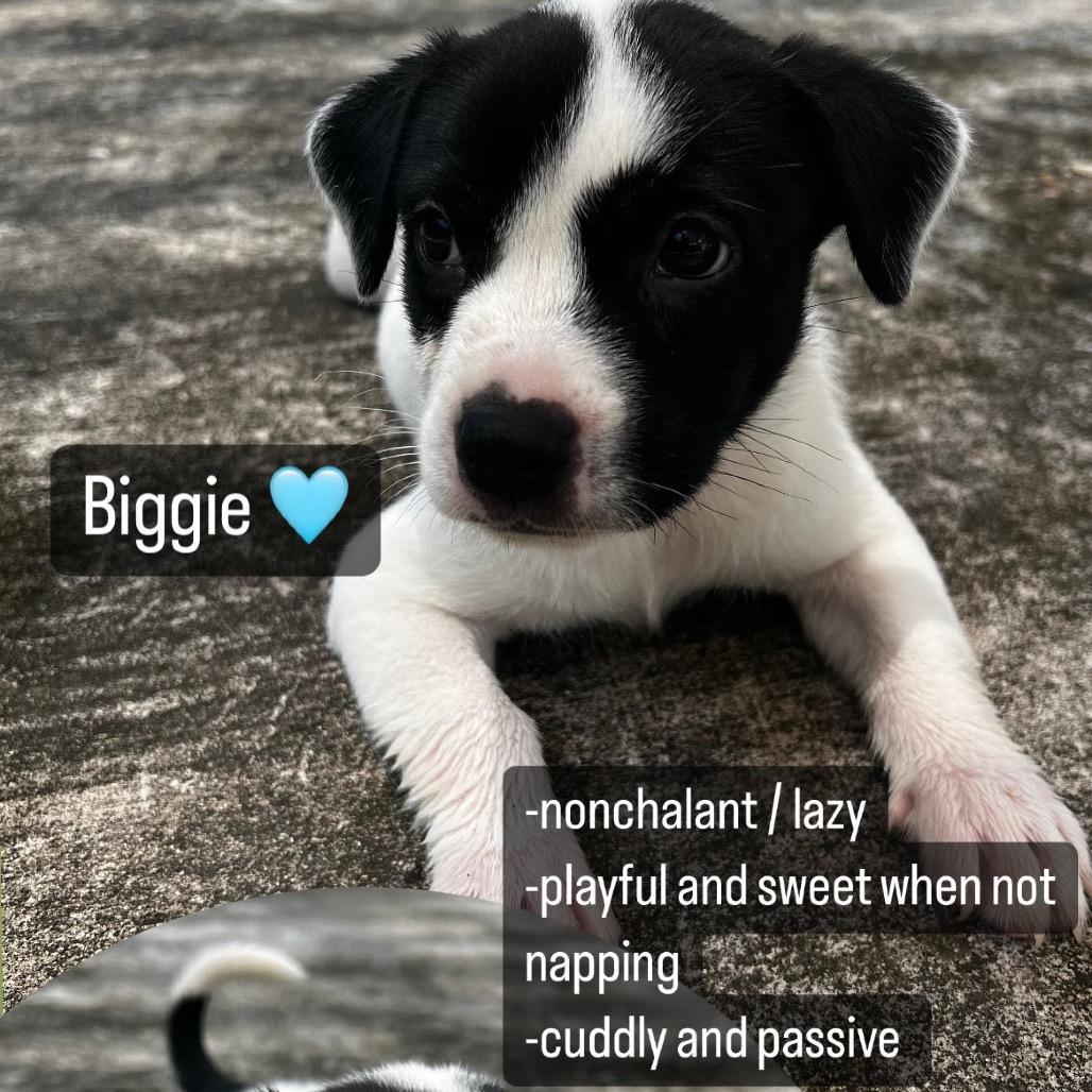 Biggie, Adoptable, Young Female Black Labrador Retriever & Border Collie.