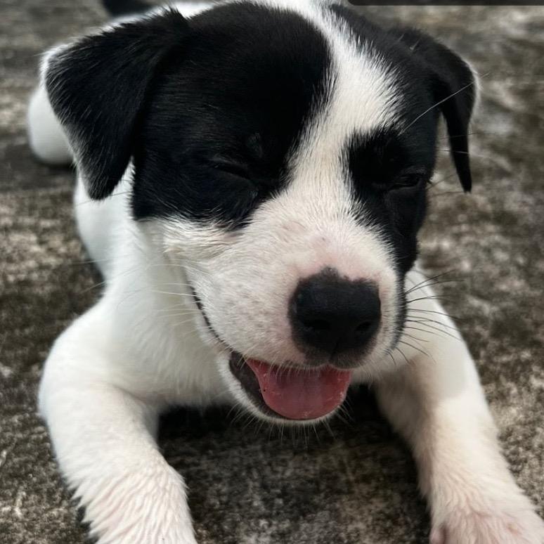 Biggie, a Adoptable mixed breed in Aledo, TX image 2/2