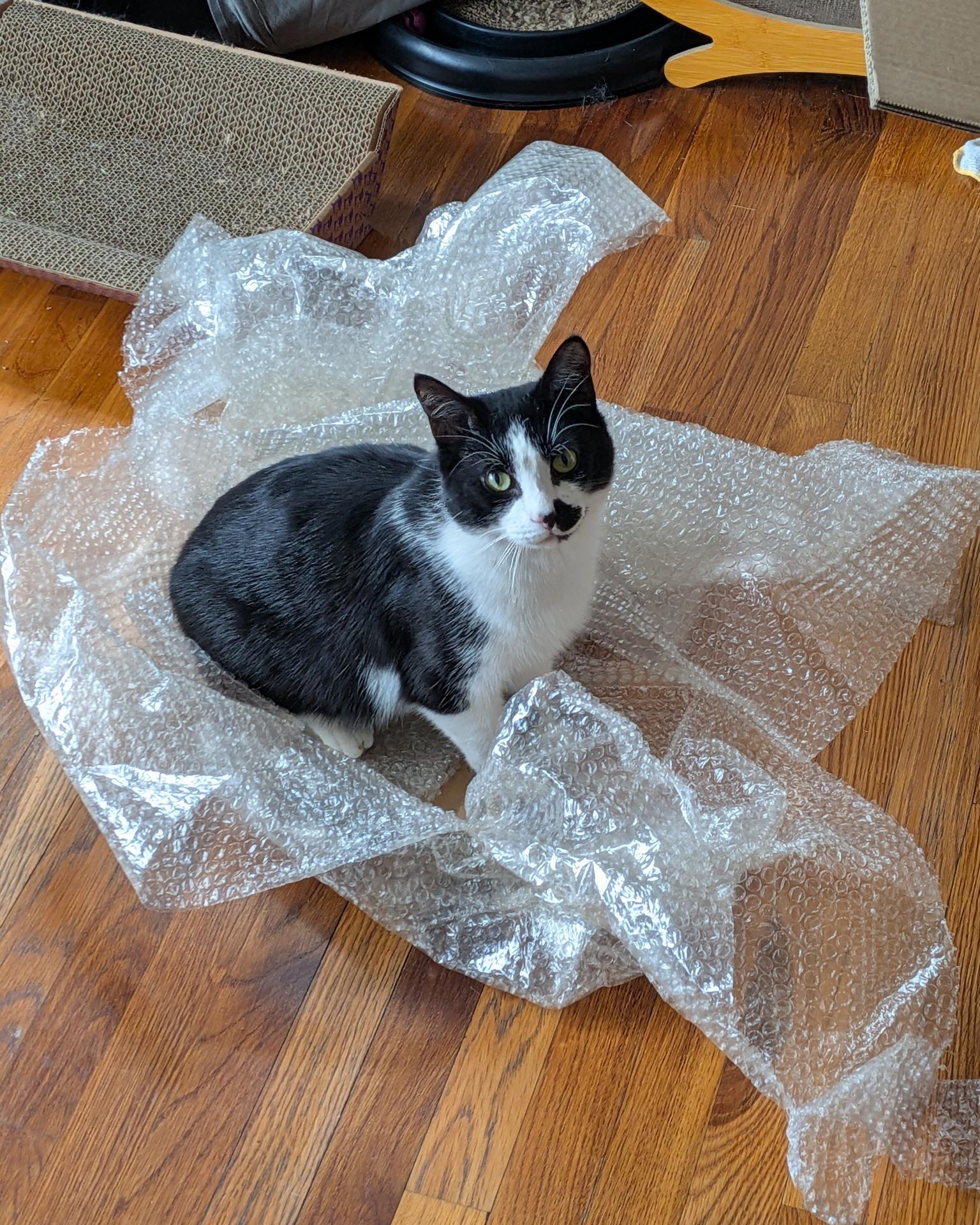 Enlarge Jumanji- IN FOSTER, a ADOPTABLE Domestic Short Hair in Manchester, NH image 1/4