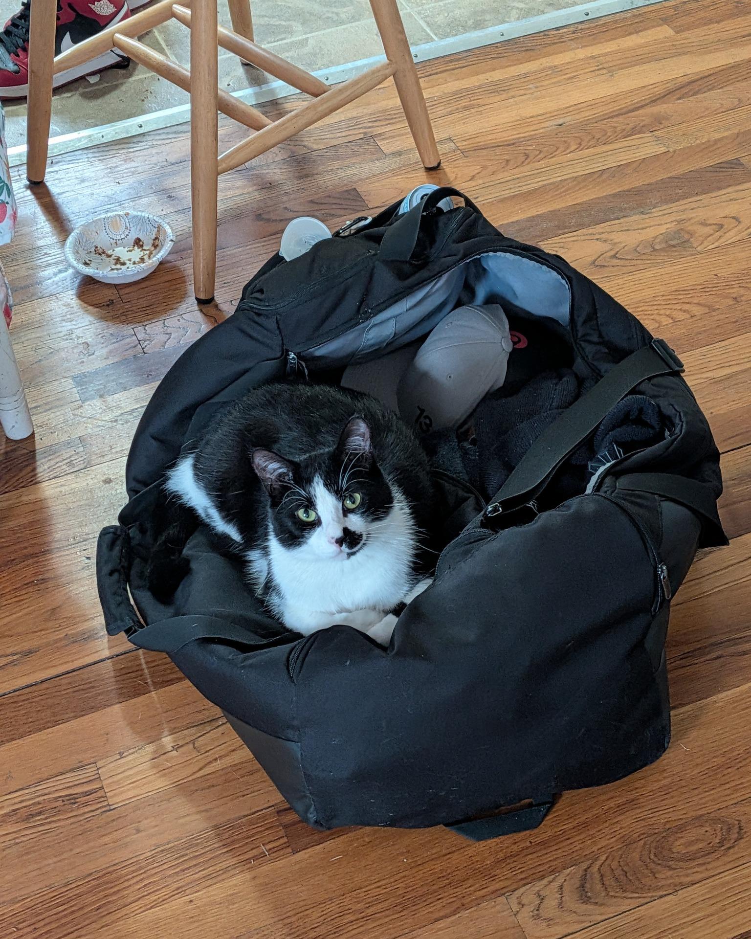 Enlarge Jumanji- IN FOSTER, a ADOPTABLE Domestic Short Hair in Manchester, NH image 3/4