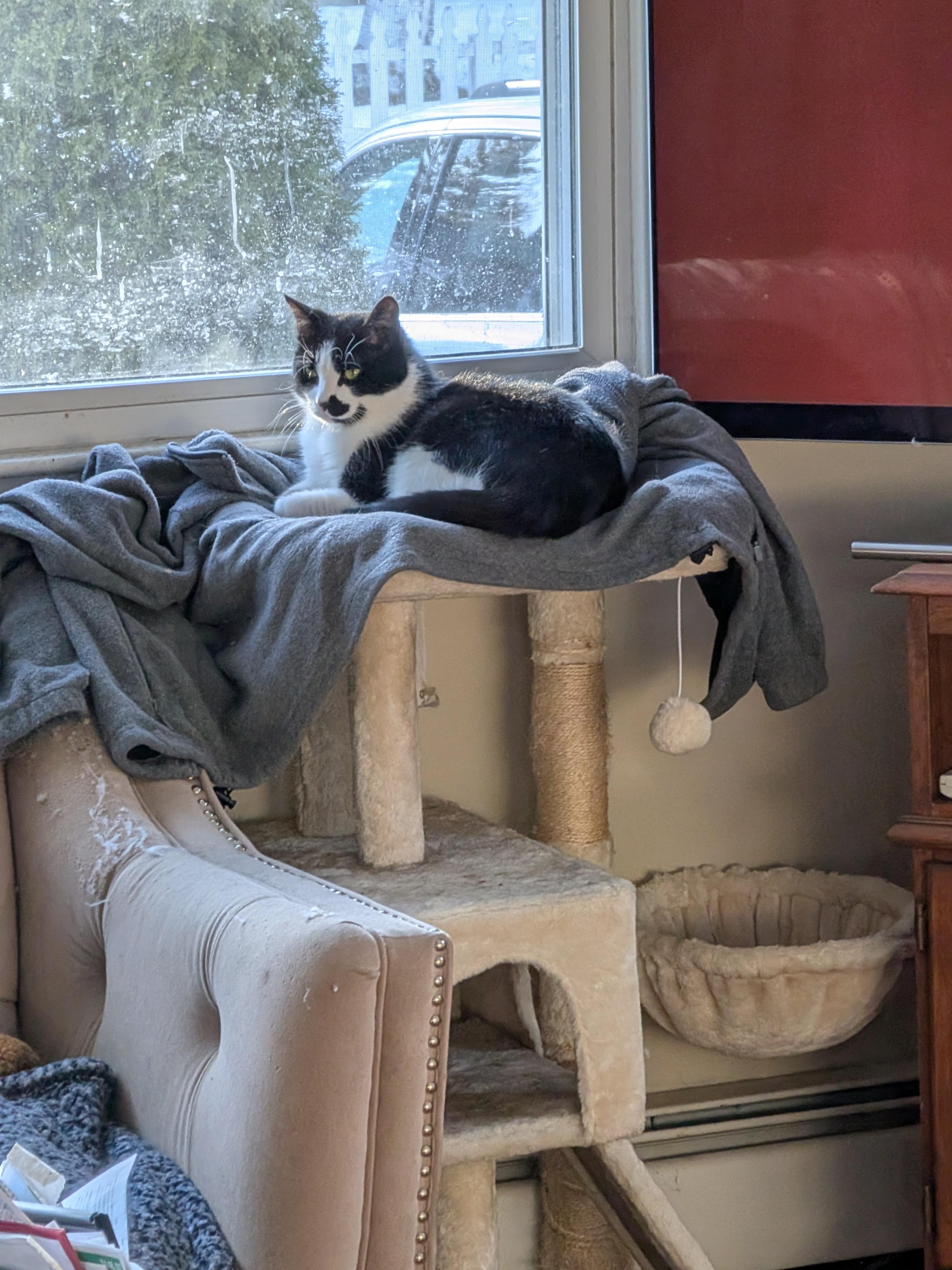 Enlarge Jumanji- IN FOSTER, a ADOPTABLE Domestic Short Hair in Manchester, NH image 2/2