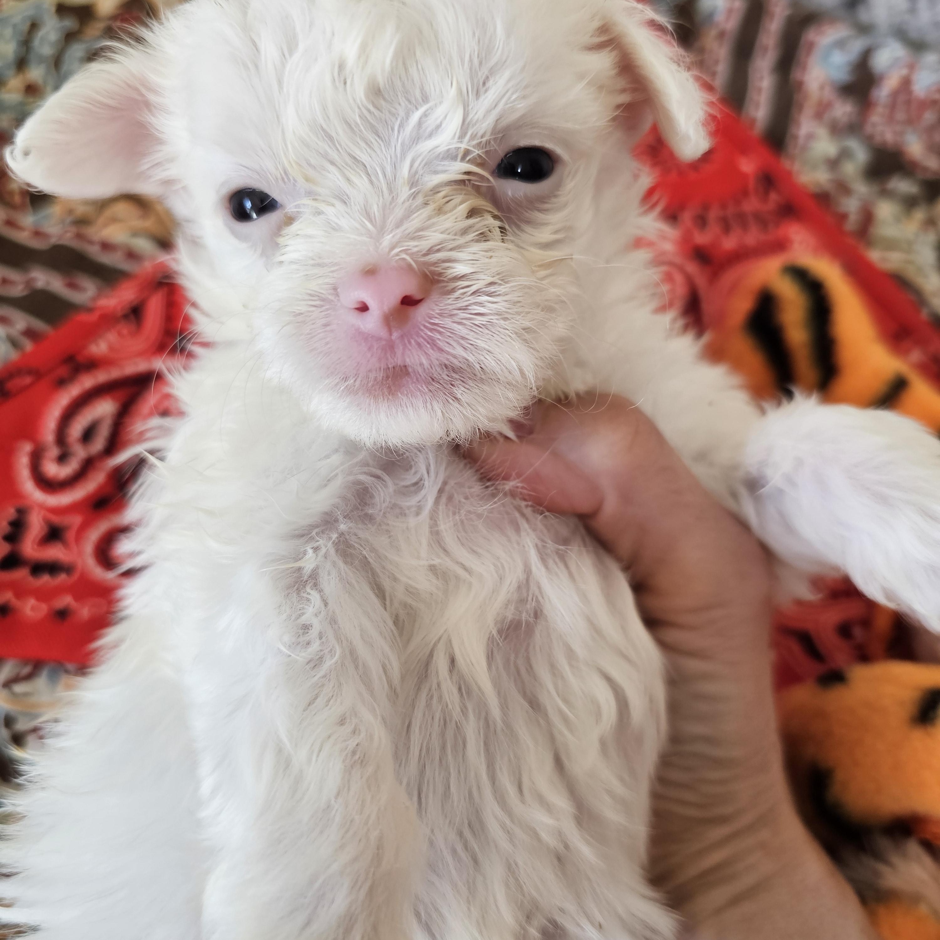 Enlarge Baby girl, an adopted mixed breed in Yreka, CA image 2/5