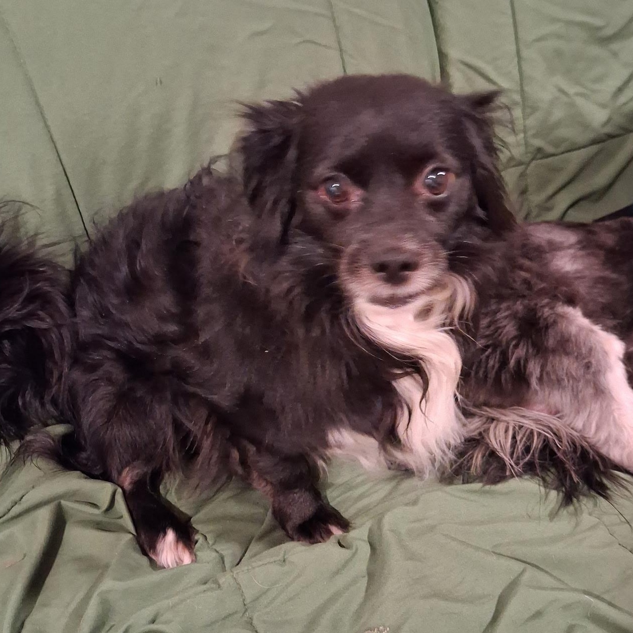 Enlarge Baby girl, an adopted mixed breed in Yreka, CA image 3/5