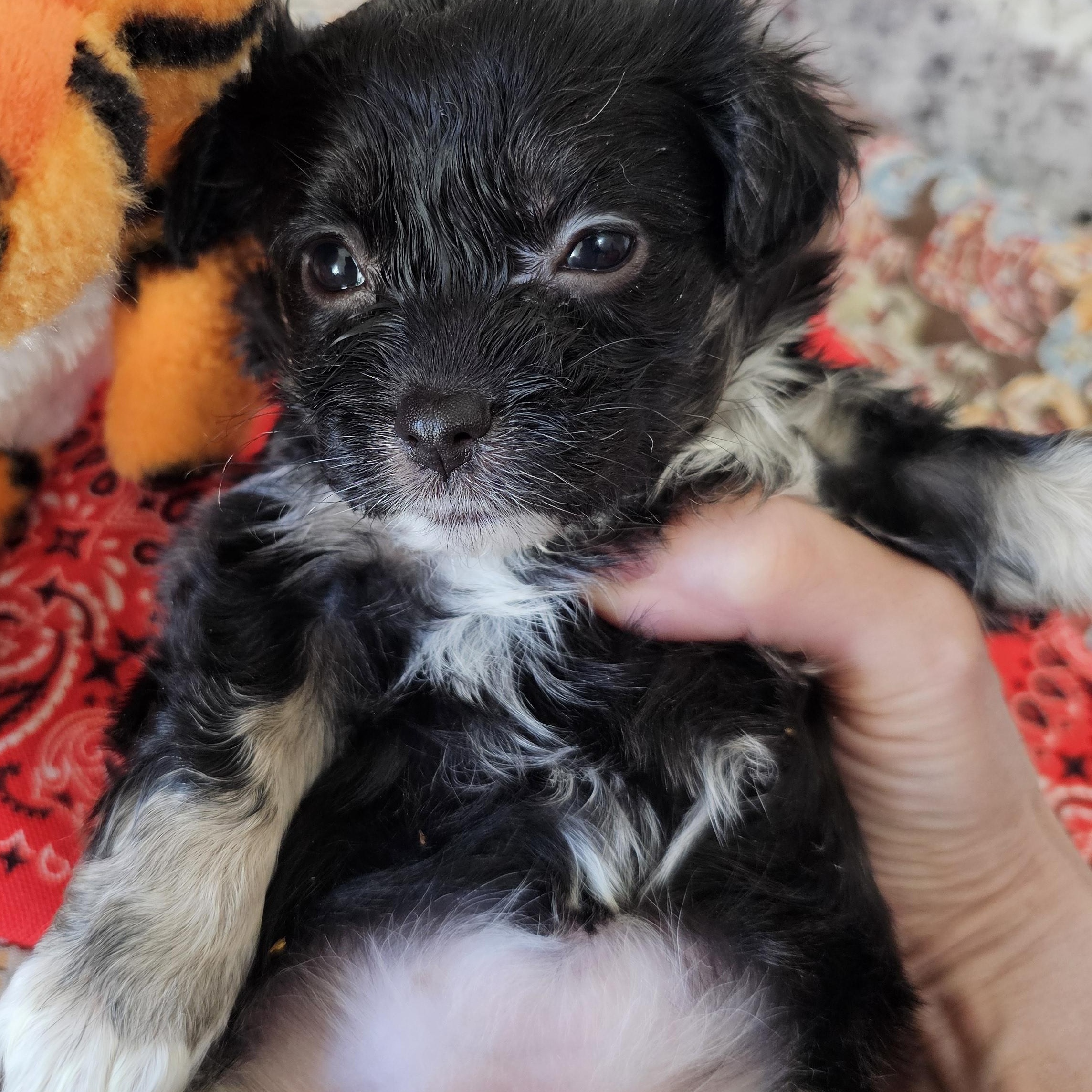 Baby girl, adopted, Puppy Female Shih Tzu & Schnauzer.