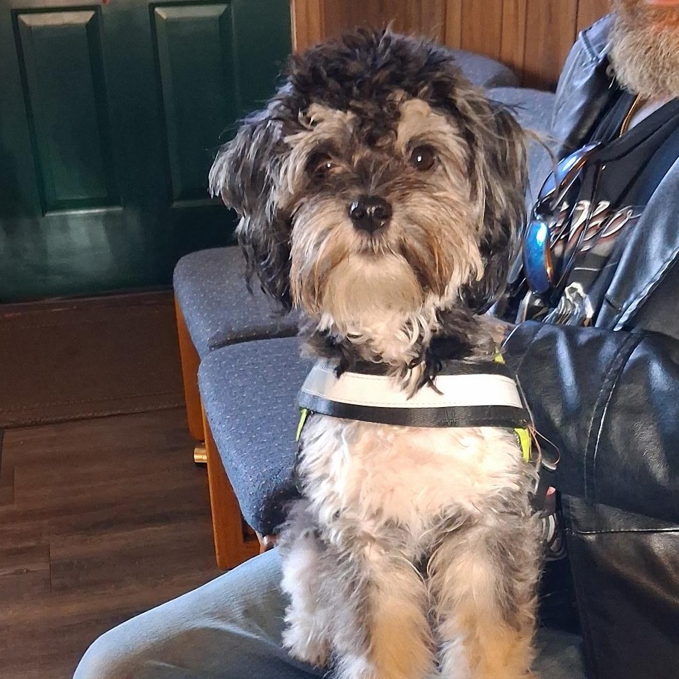 Enlarge Baby girl, an adopted mixed breed in Yreka, CA image 4/5