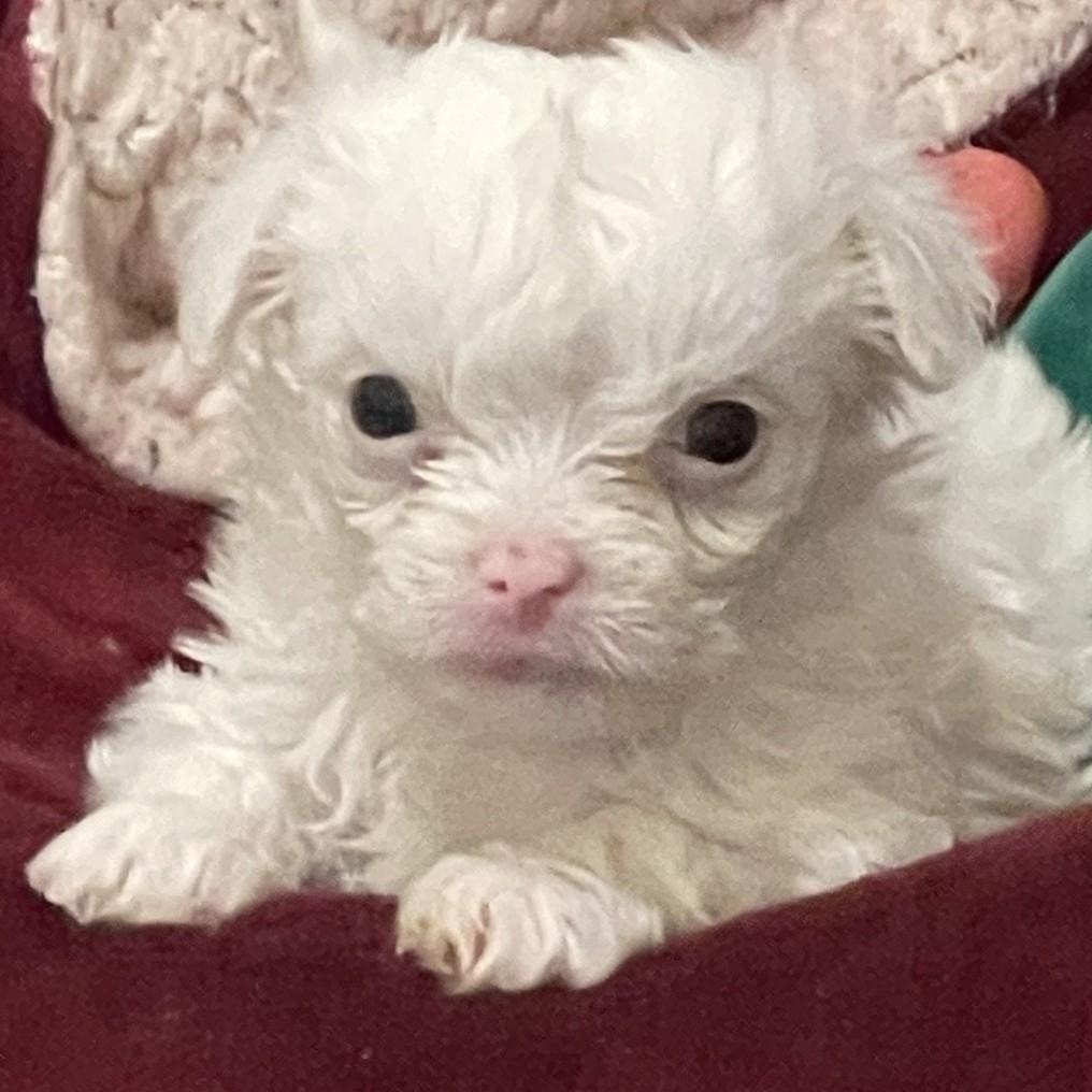 Enlarge Baby girl, an adopted mixed breed in Yreka, CA image 5/5