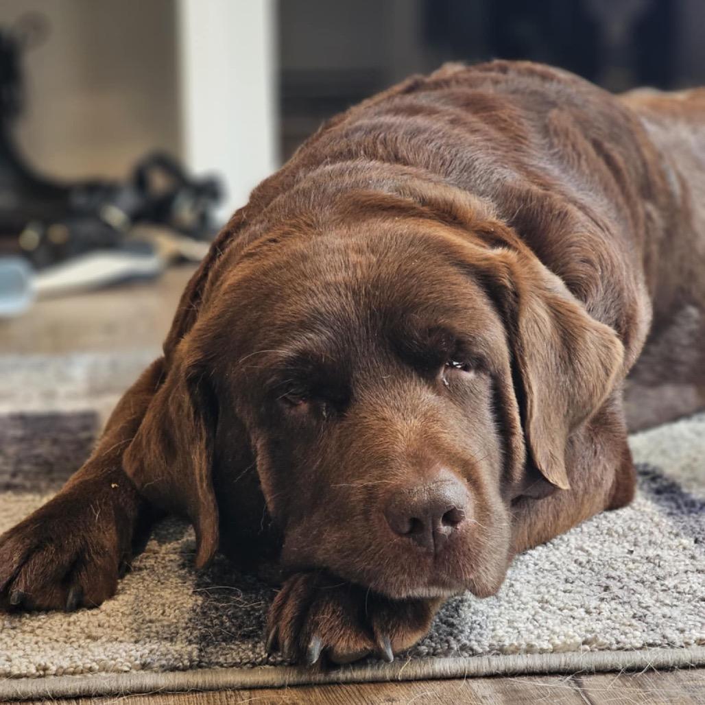 Sandy, a Adoptable Labrador Retriever in Zimmerman, MN image 1/6