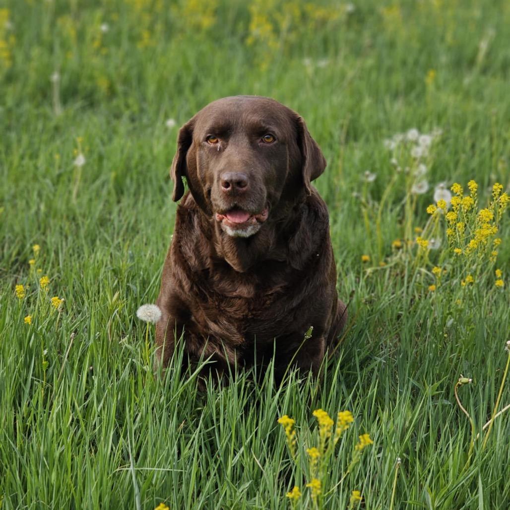 Sandy, a Adoptable Labrador Retriever in Zimmerman, MN image 2/6
