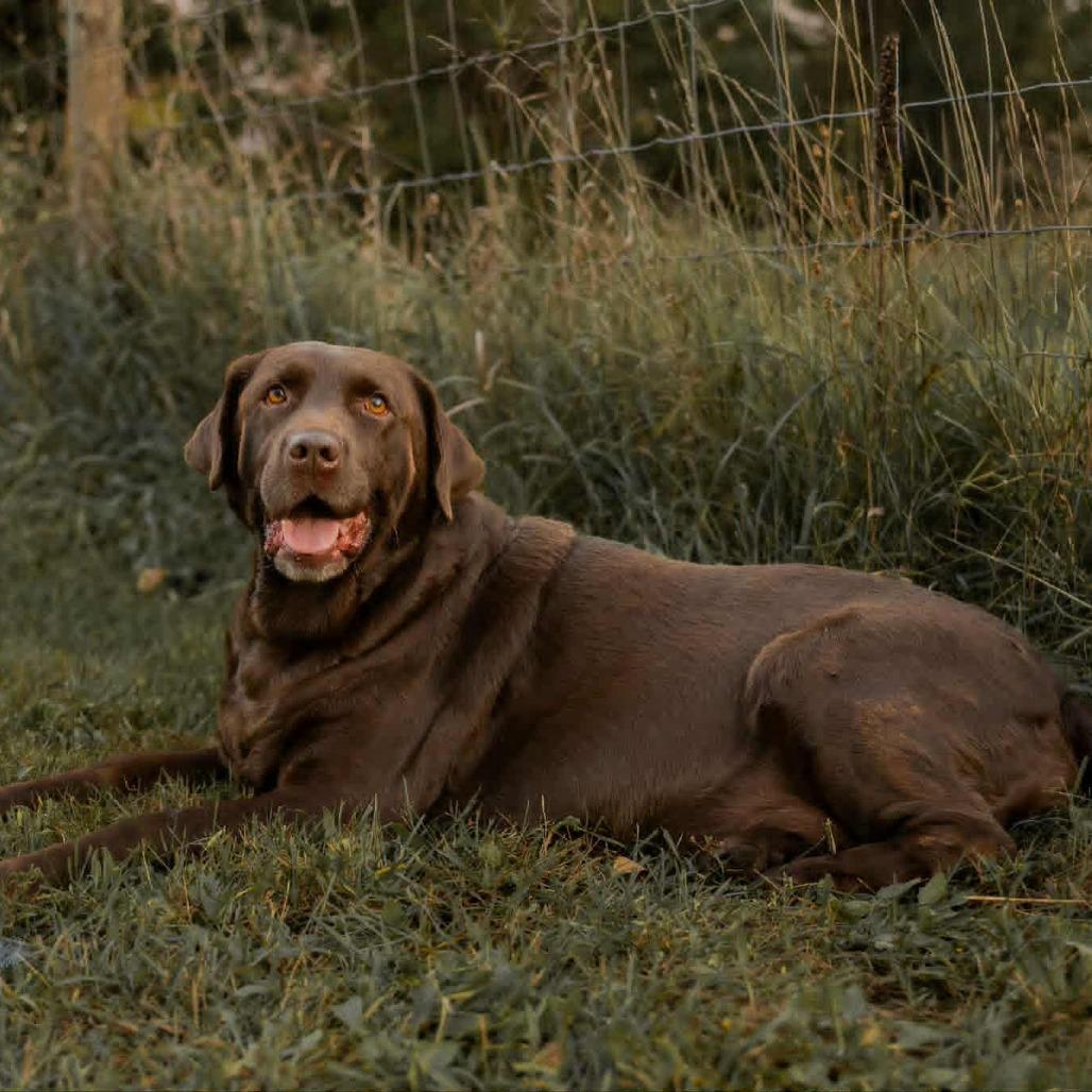 Sandy, a Adoptable Labrador Retriever in Zimmerman, MN image 3/6