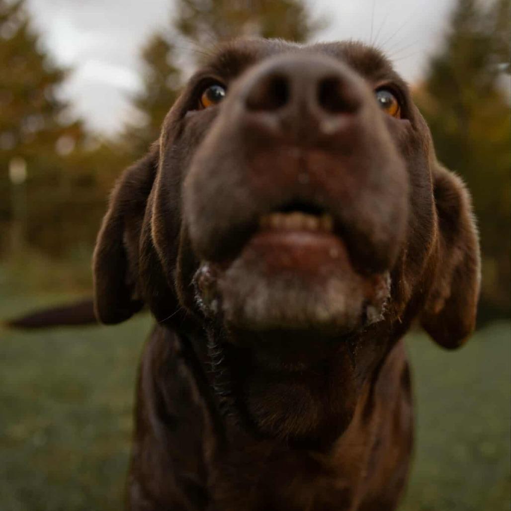 Sandy, a Adoptable Labrador Retriever in Zimmerman, MN image 4/6