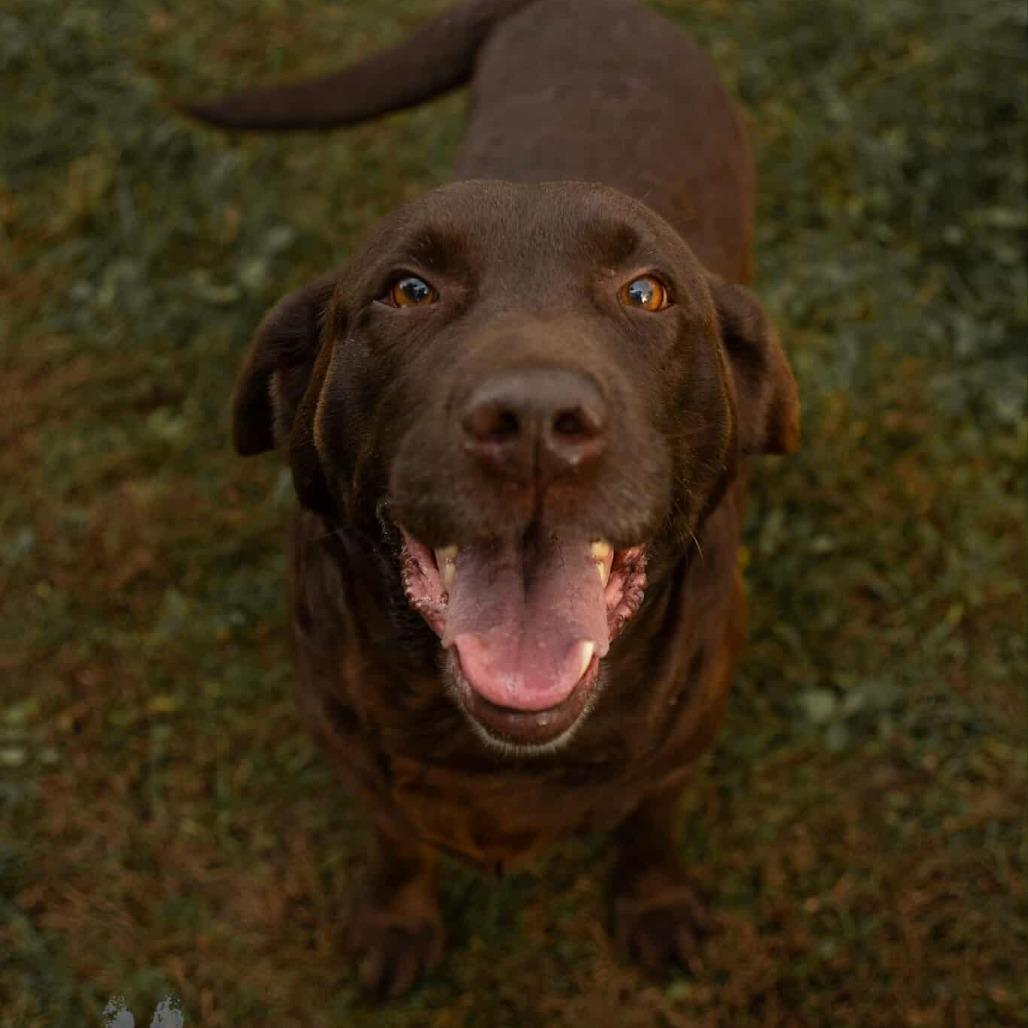 Sandy, a Adoptable Labrador Retriever in Zimmerman, MN image 5/6