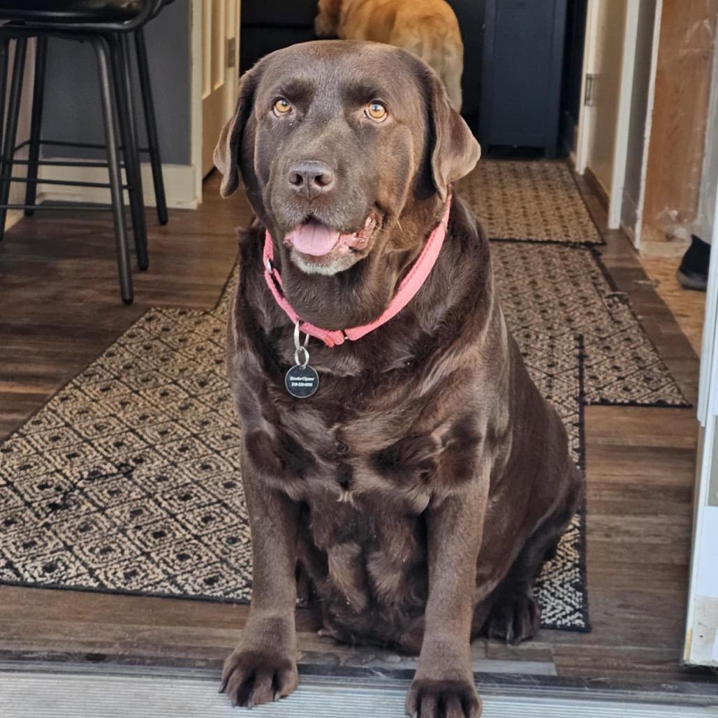 Sandy, a Adoptable Labrador Retriever in Zimmerman, MN image 6/6