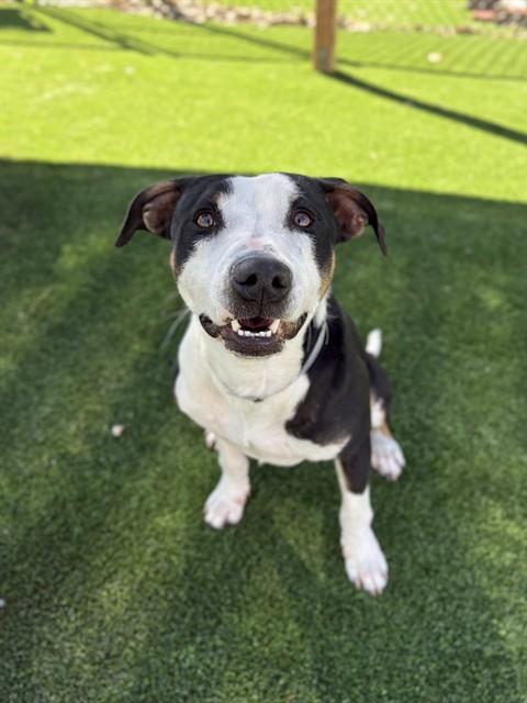 TRINA, Adoptable, Young Female Pit Bull Terrier.