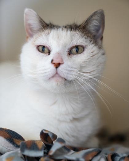 Enlarge Ella, a Adoptable Domestic Short Hair in Pequot Lakes, MN image 2/2