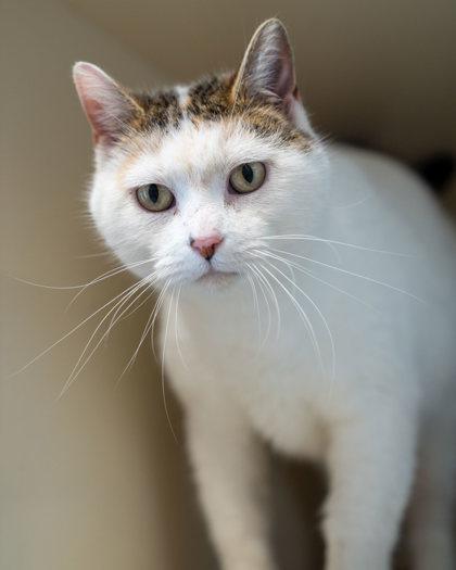 Ella, Adoptable, Adult Female Domestic Short Hair & Domestic Short Hair.